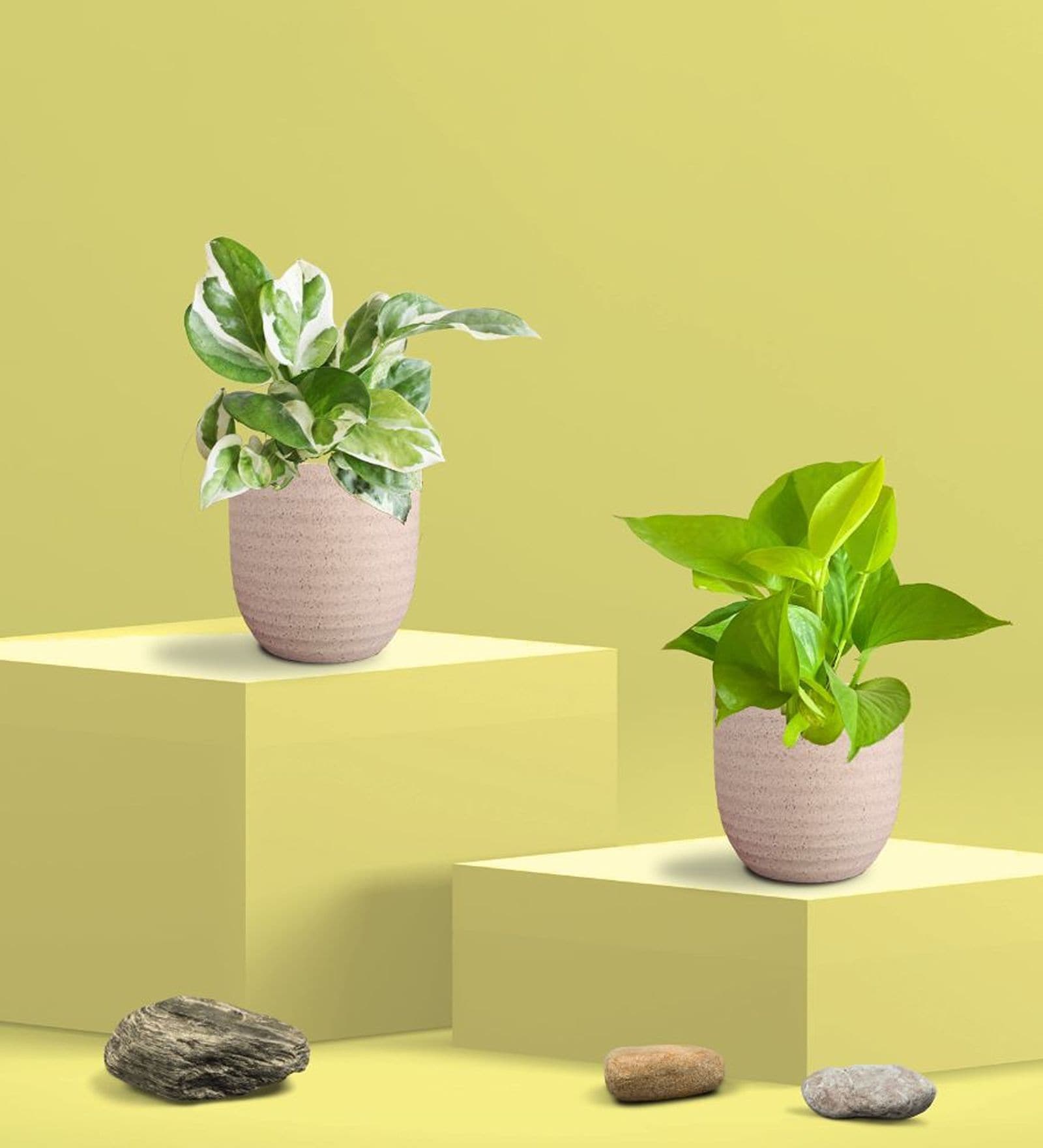Greenkin Golden & Njoy Money Plant in Eco pot