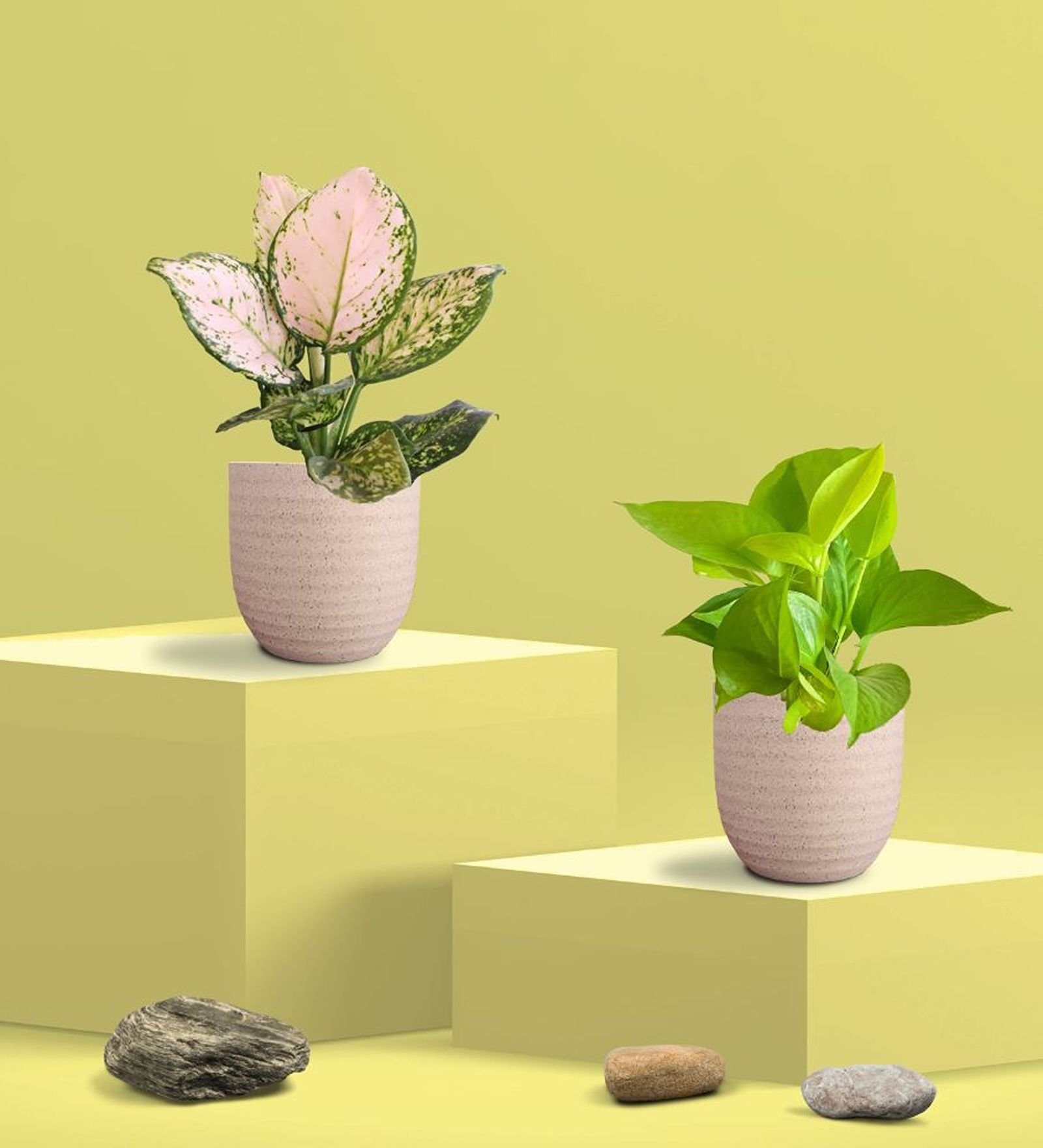 Greenkin Golden Money Plant & Aglaonema Plant in Eco pot