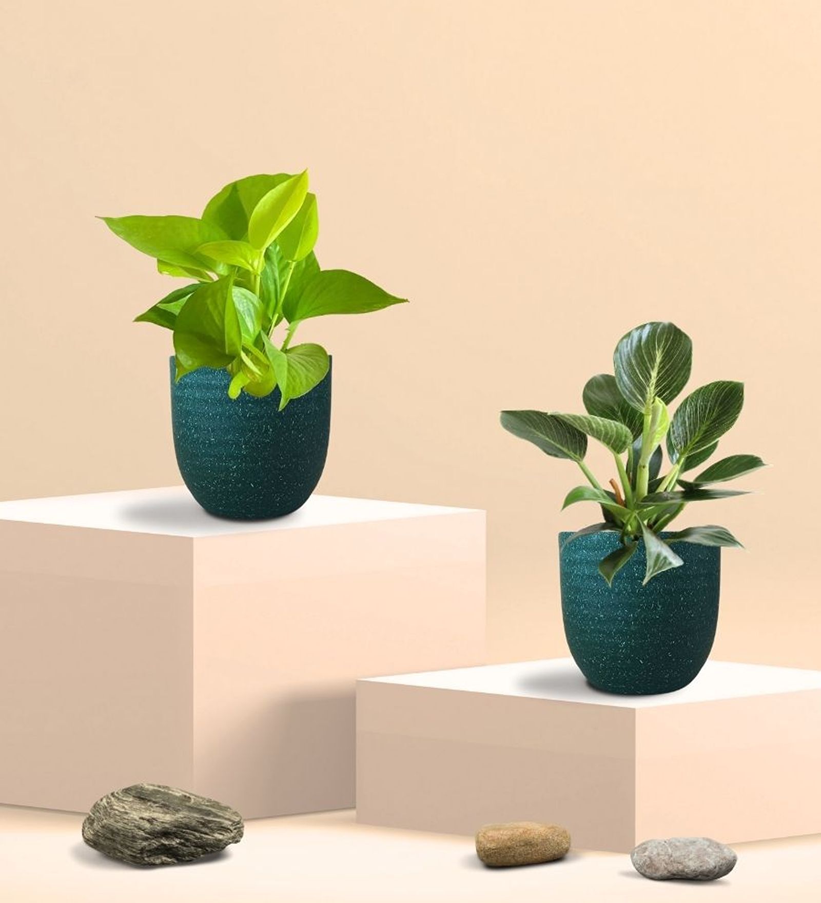 Greenkin Golden Money Plant & Birkin Plant in Eco pot