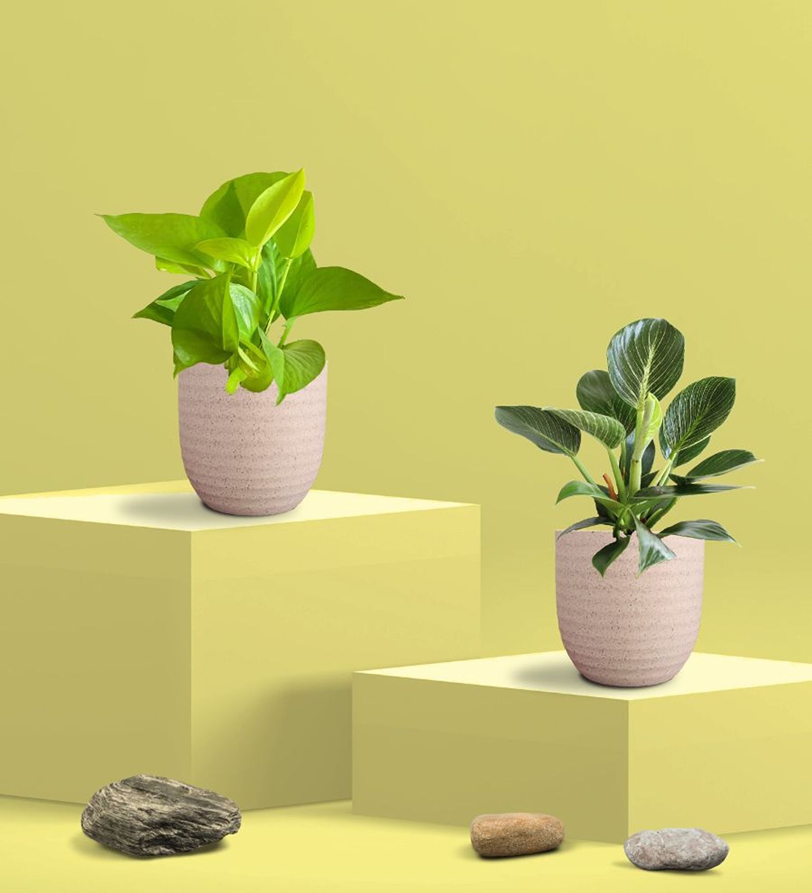 Greenkin Golden Money Plant & Birkin Plant in Eco pot