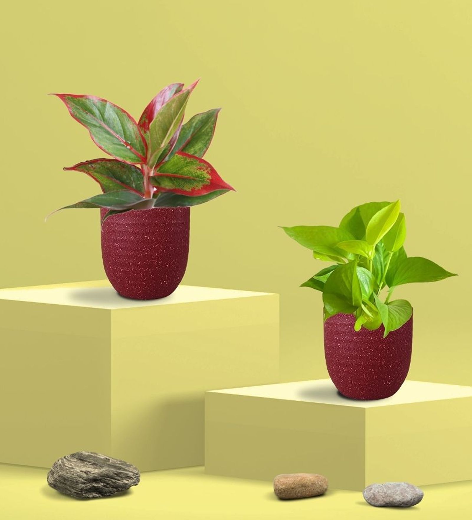 Greenkin Golden Money Plant & Lipstick Plant in Eco pot