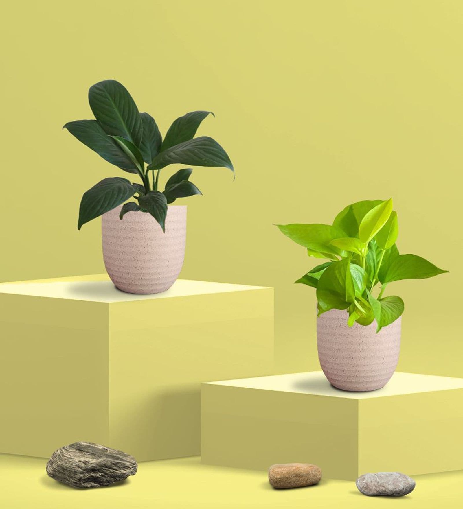 Greenkin Golden Money Plant & Peace Lily Plant in Eco pot