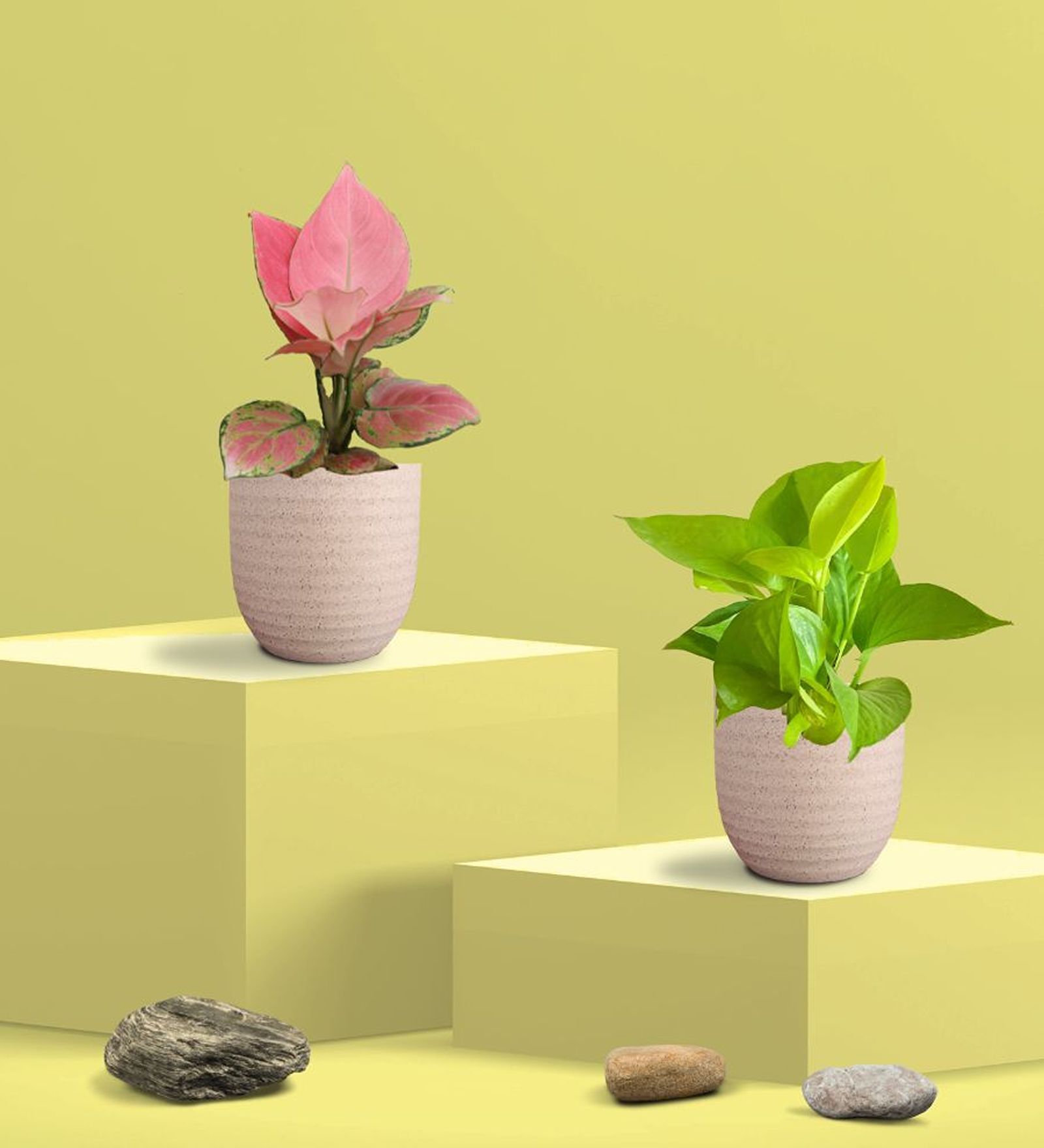 Greenkin Golden Money Plant & Pink Plant in Eco pot