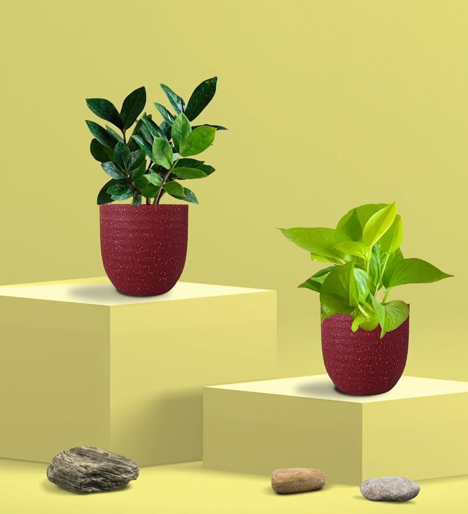 Greenkin Golden Money Plant & Zamia Plant in Eco pot