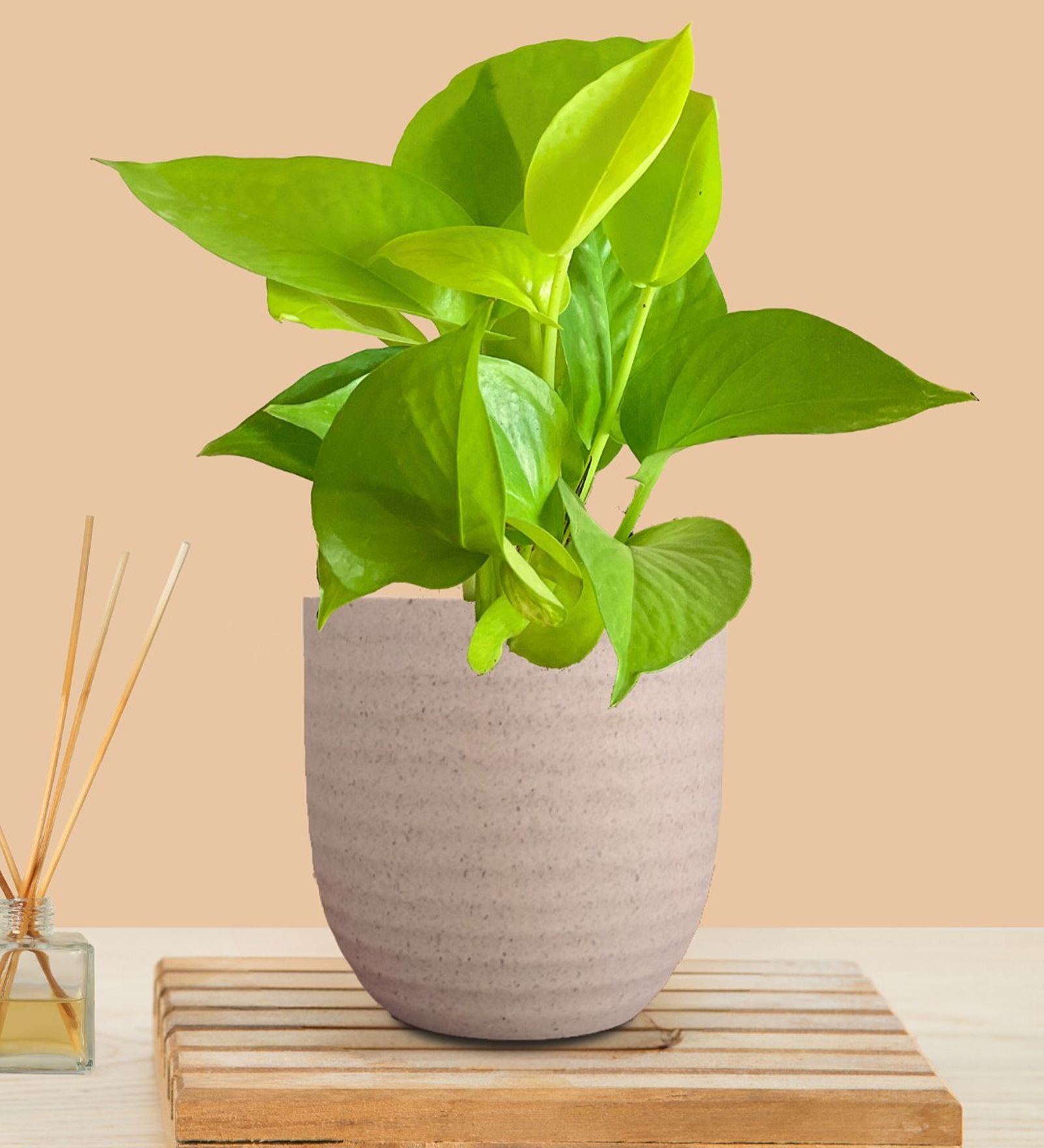 Greenkin Golden Money Plant in Cream Decor Pot