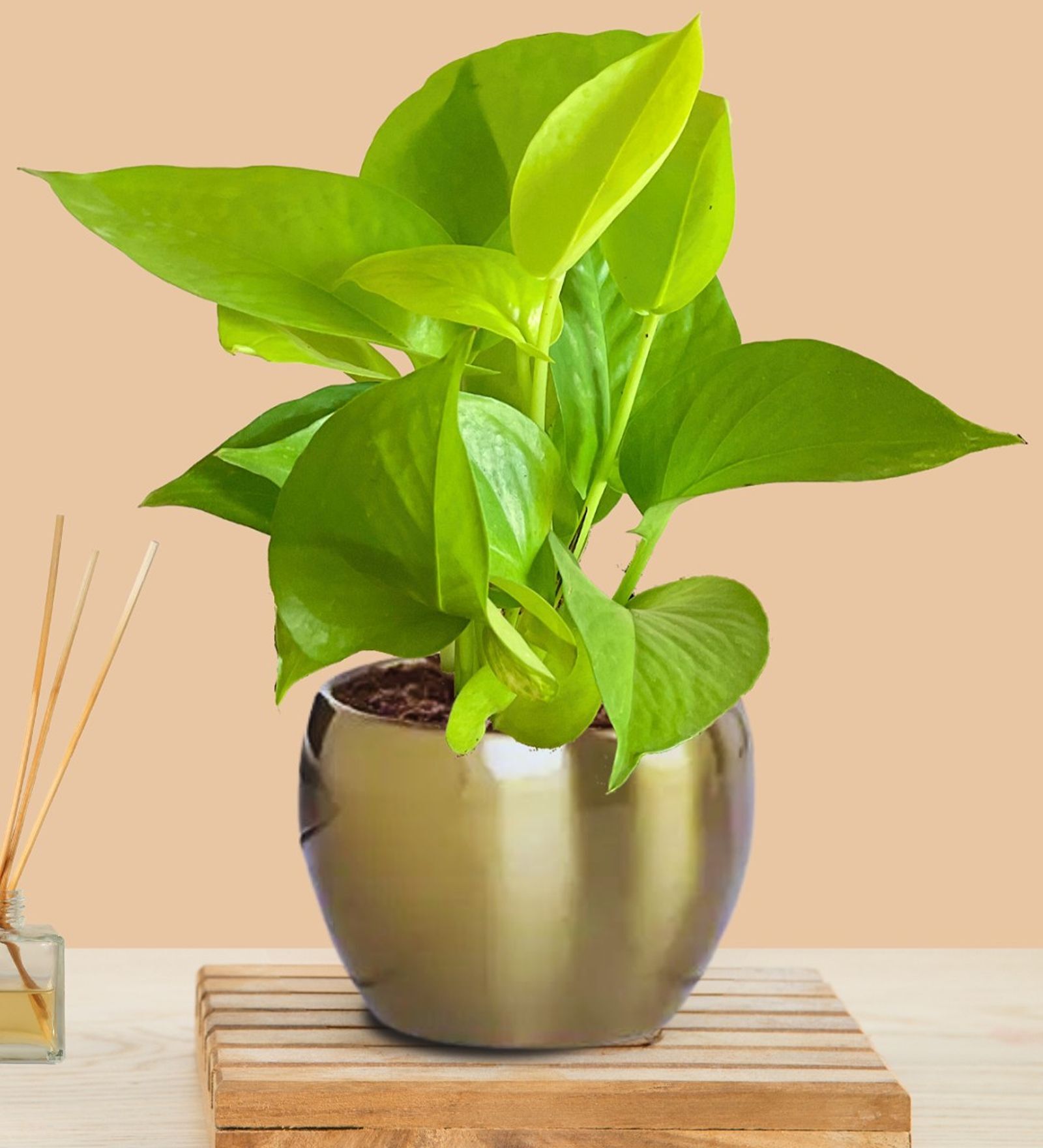 Greenkin Golden Money Plant in Golden Metal Pot
