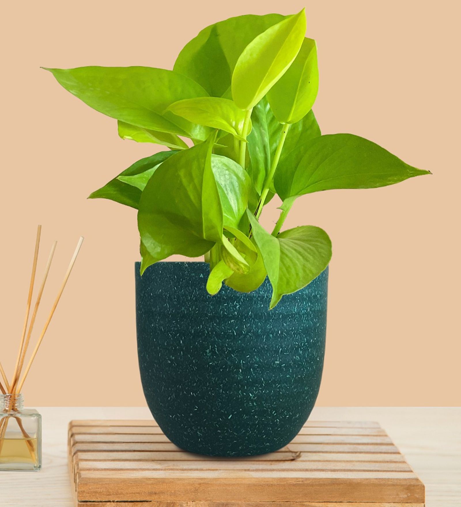 Greenkin Golden Money Plant Live Plant in Green Decor Pot
