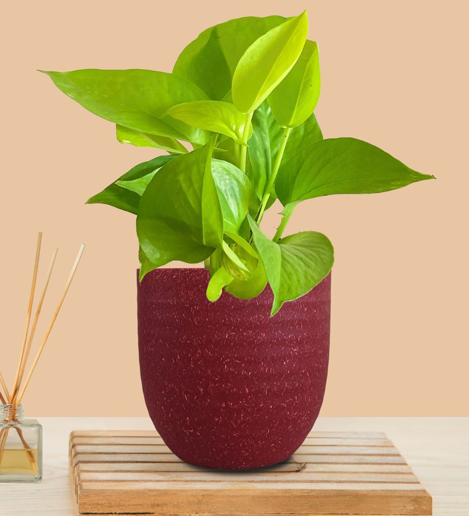 Greenkin Golden Money Plant Live Plant in Red Decor Pot