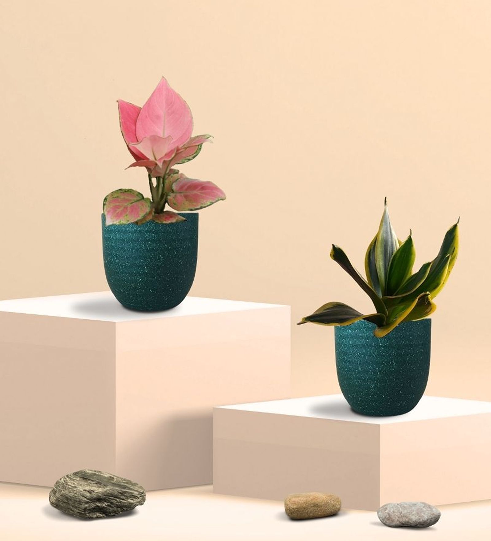 Greenkin Golden Snake Plant & Aglaonema Plant in Eco Pot