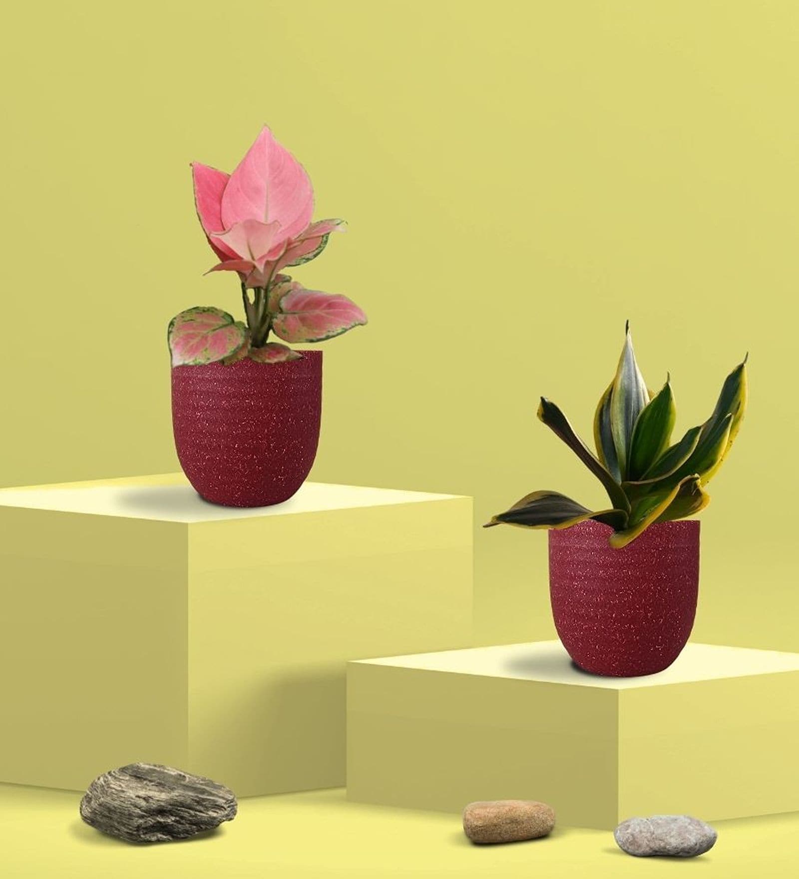 Greenkin Golden Snake Plant & Aglaonema Plant in Eco Pot