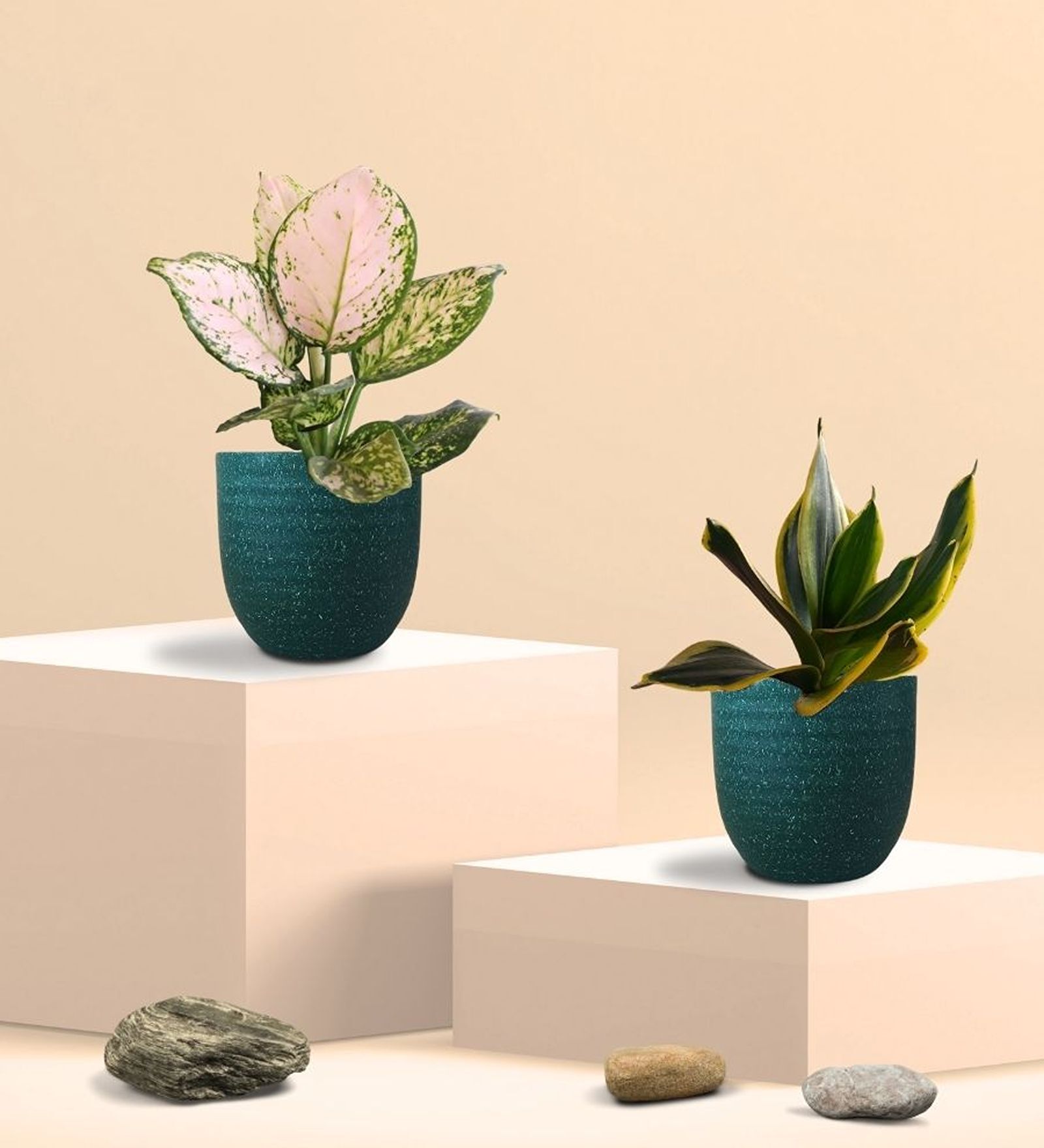 Greenkin Golden Snake Plant & Aglaonema Wishes in Eco Pot