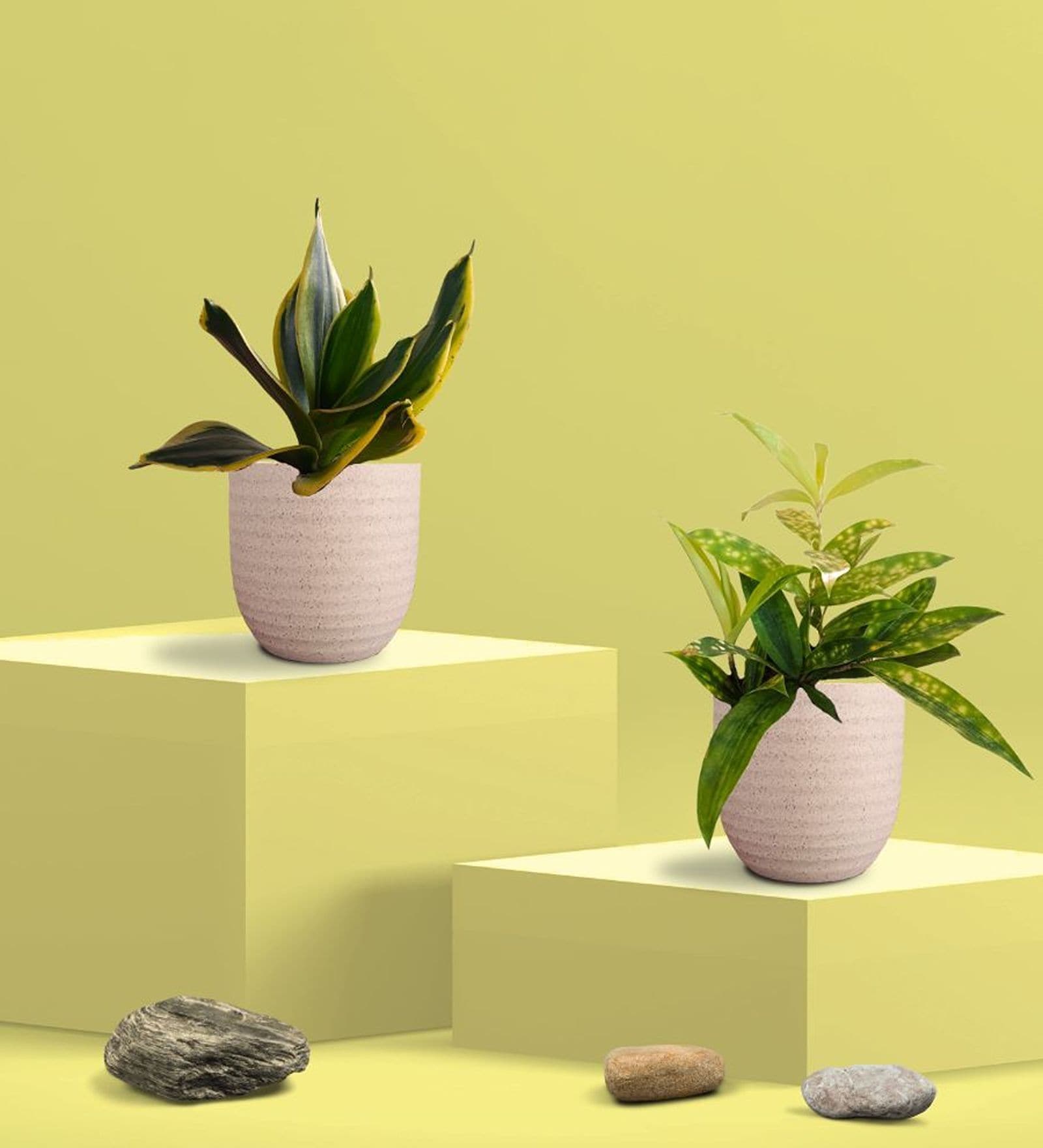 Greenkin Golden Snake Plant & Bamboo Dust Plant in Eco Pot