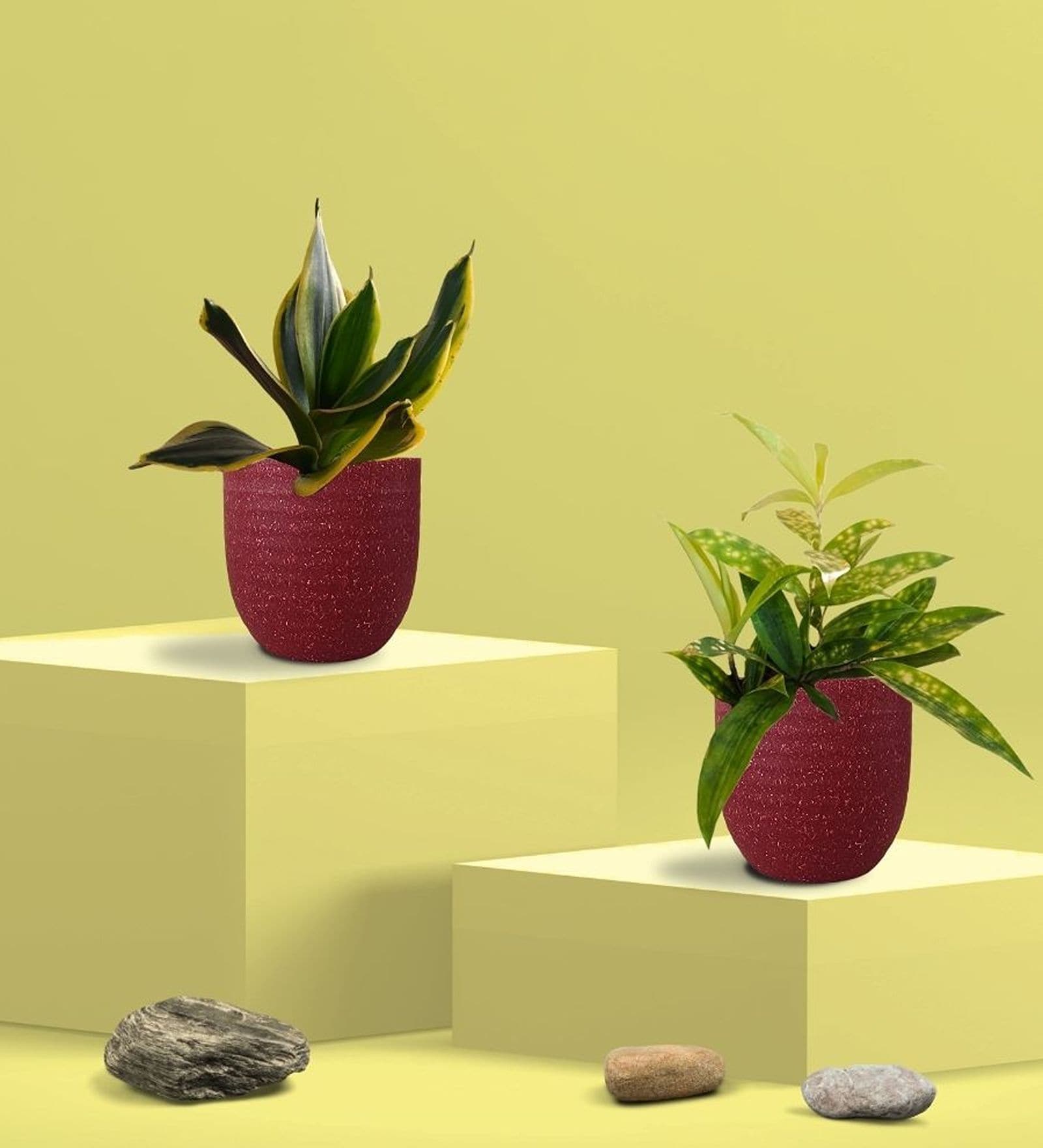 Greenkin Golden Snake Plant & Bamboo Dust Plant in Eco Pot