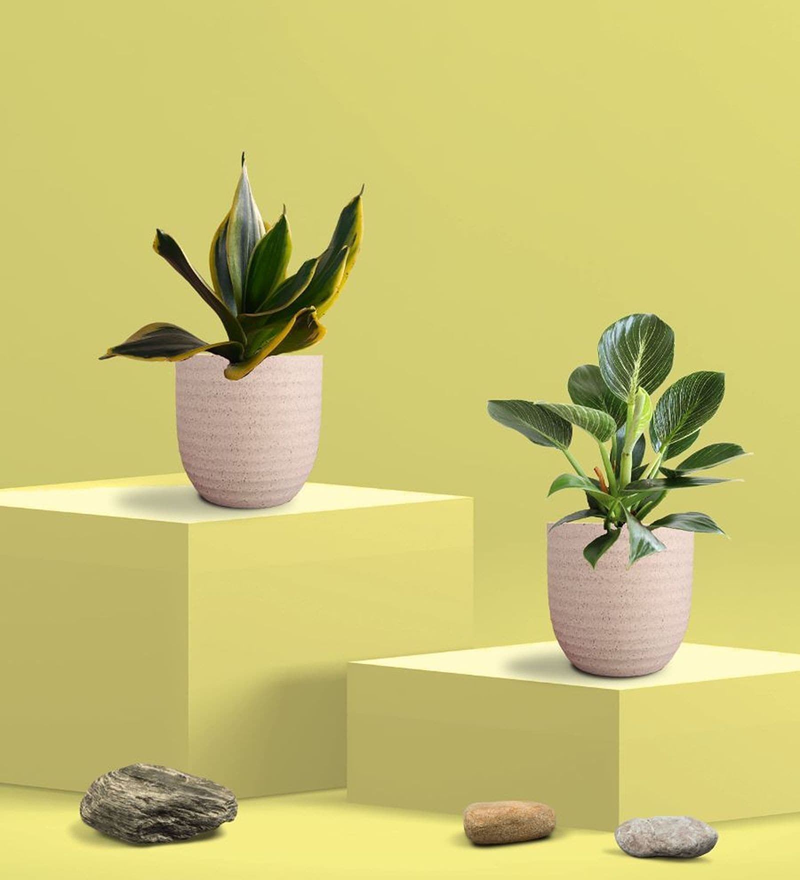 Greenkin Golden Snake Plant & Birkin Plant in Eco Pot