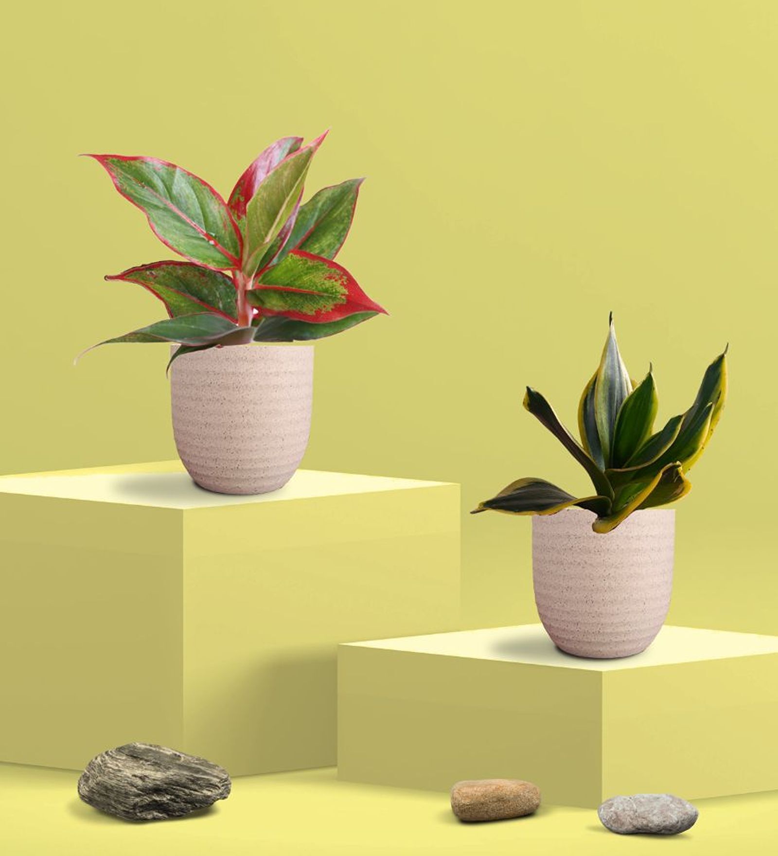 Greenkin Golden Snake Plant & Lipstick Plant in Eco Pot