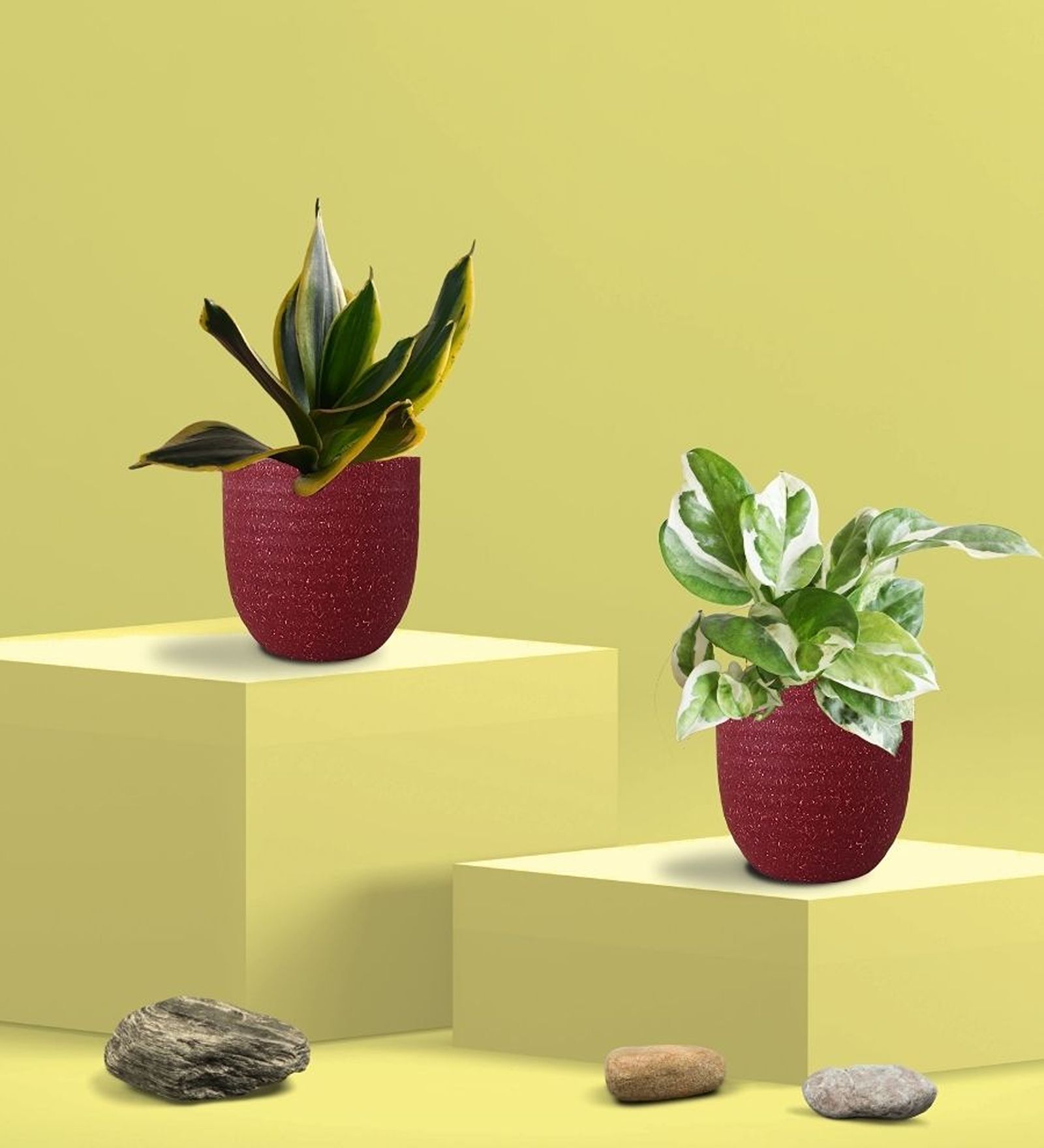 Greenkin Golden Snake Plant & Njoy Money Plant in Eco Pot