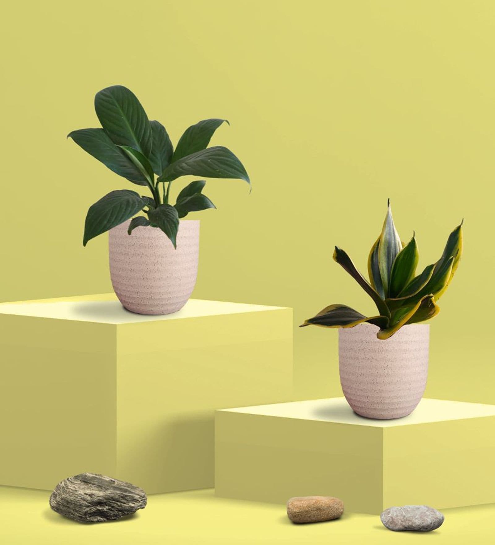 Greenkin Golden Snake Plant & Peace Lily Plant in Eco Pot