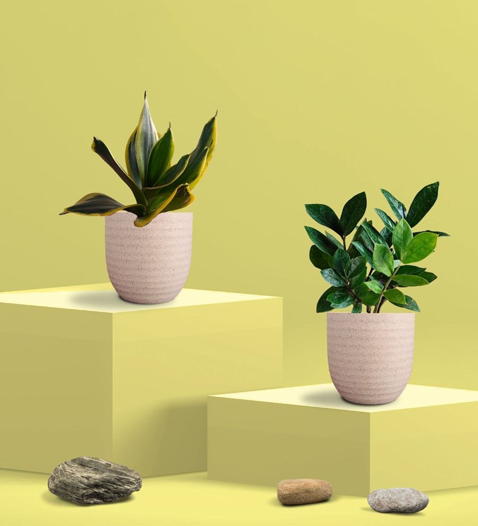 Greenkin Golden Snake Plant & ZZ Plant in Eco Pot