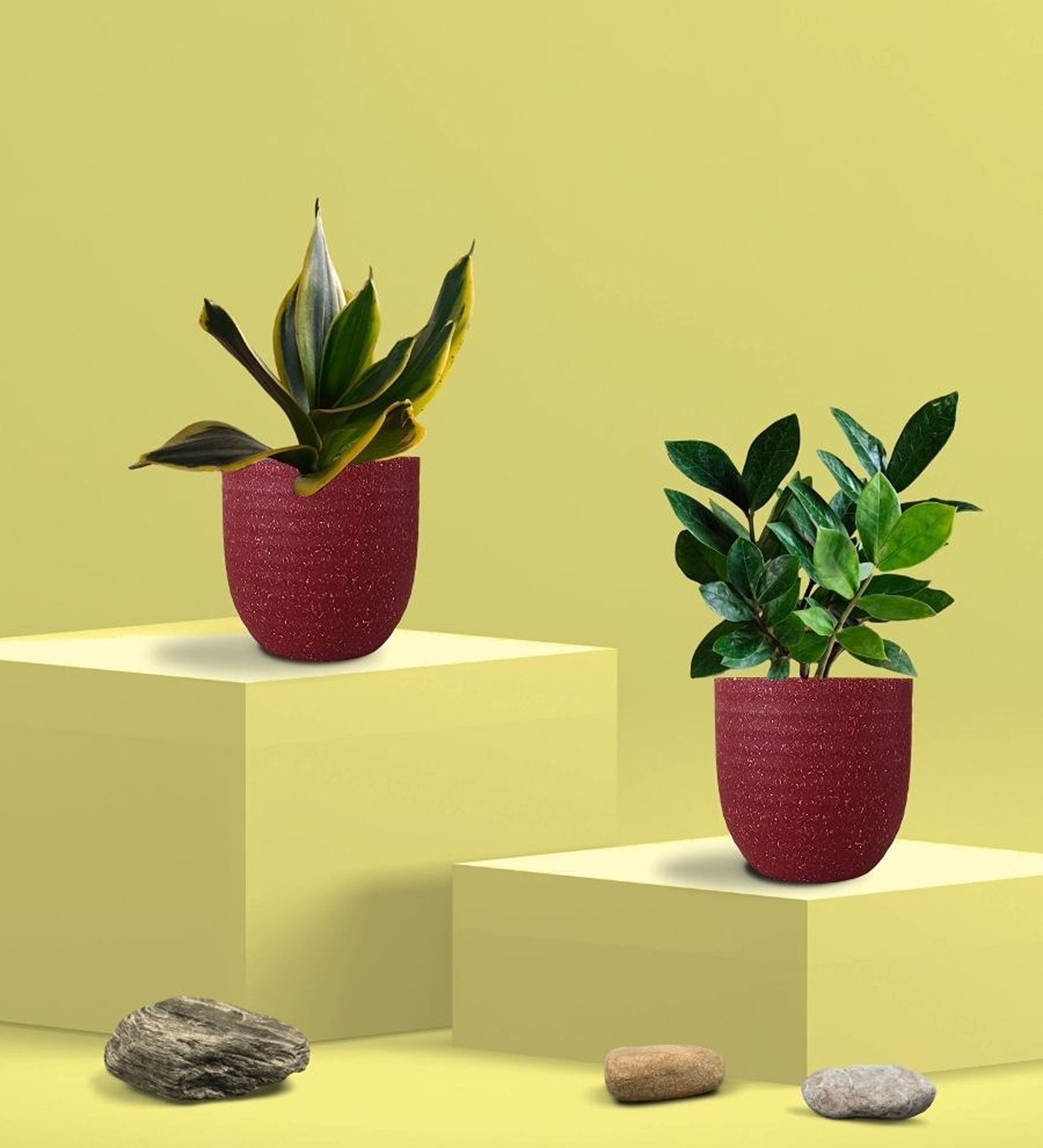 Buy Greenkin Golden Snake Plant & ZZ Plant in Eco Pot at 43% OFF by ...