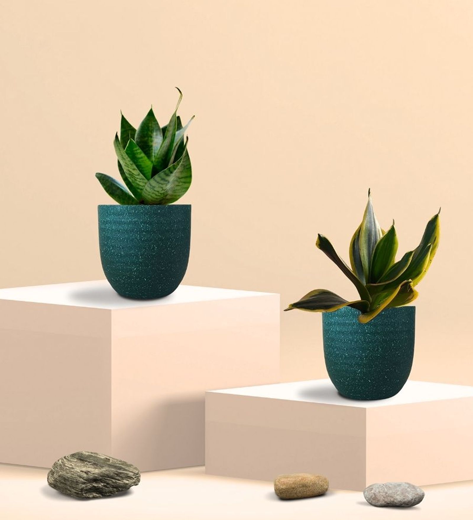 Greenkin Green & Golden Snake Plant in Eco Pot