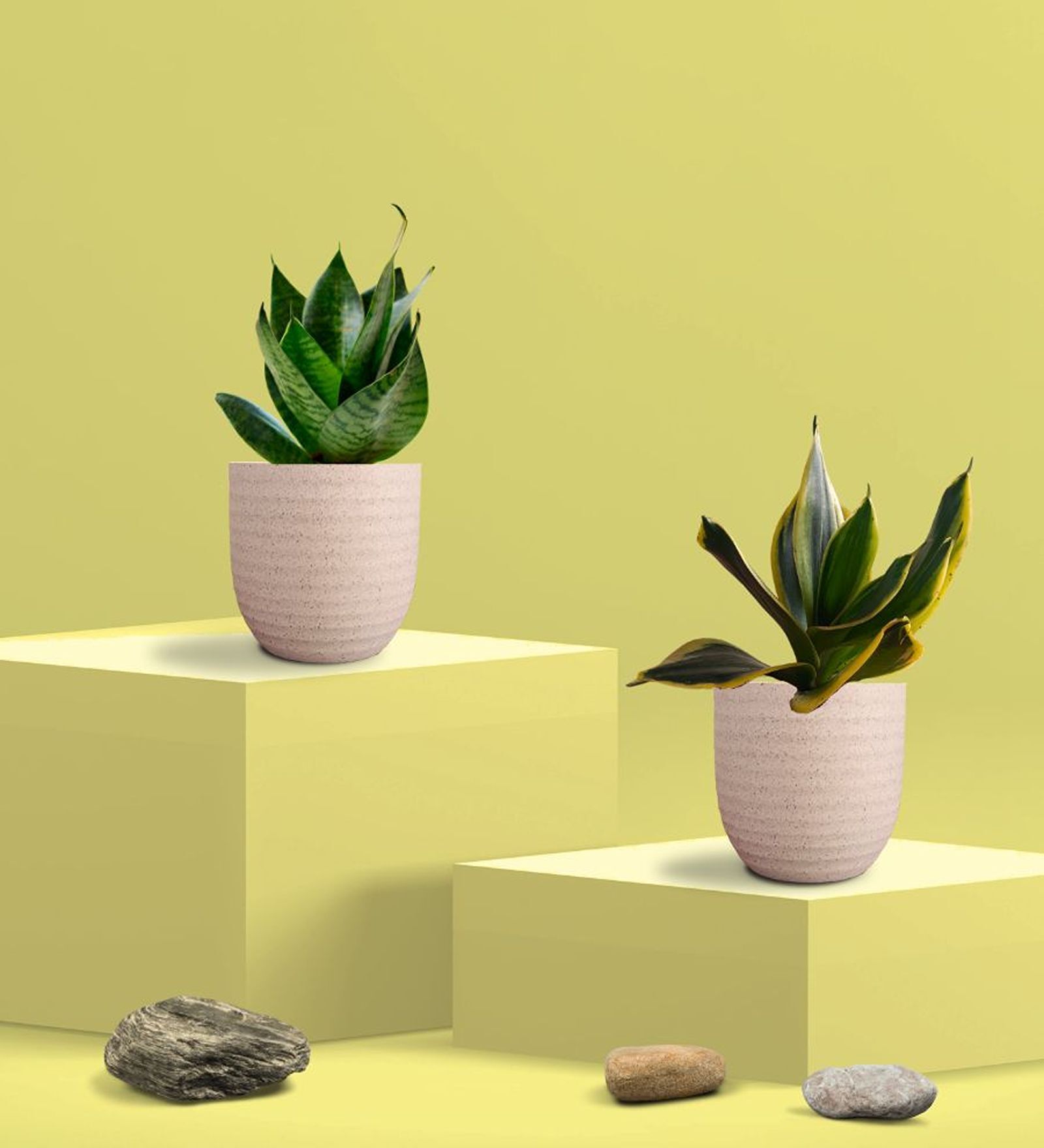 Greenkin Green & Golden Snake Plant in Eco Pot