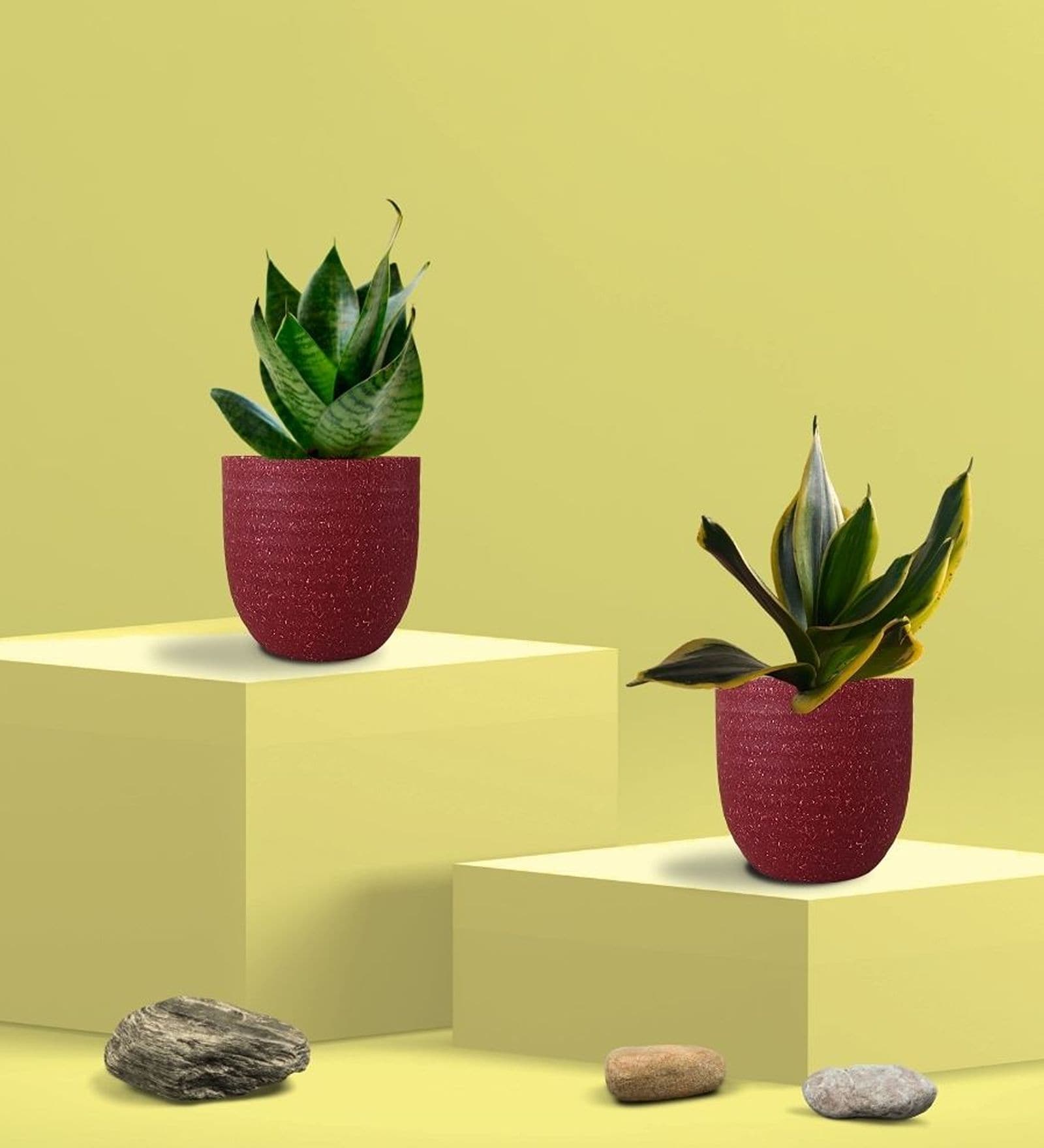 Greenkin Green & Golden Snake Plant in Eco Pot