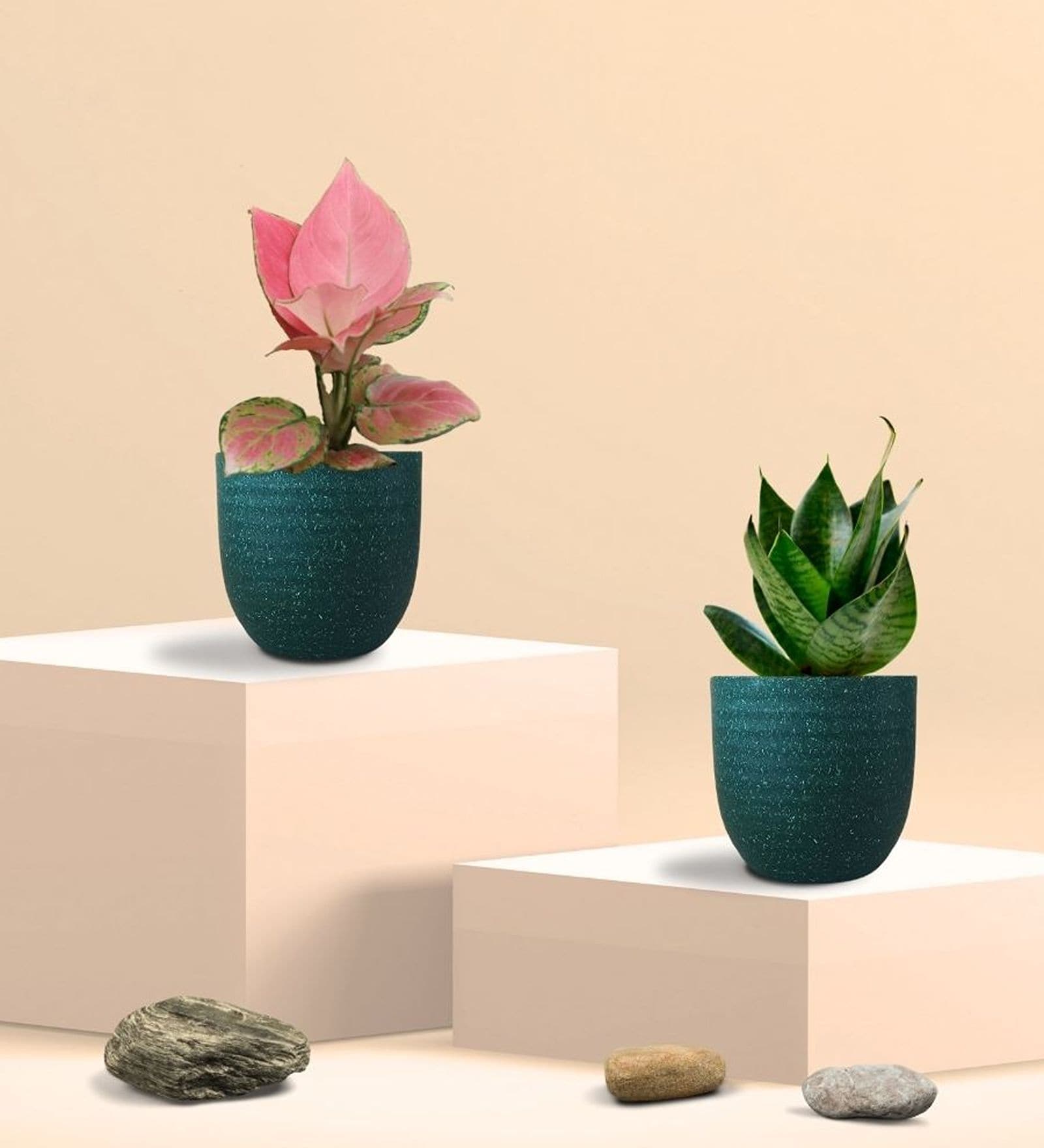 Greenkin Green Snake Plant & Aglaonema Plant in Eco Pot