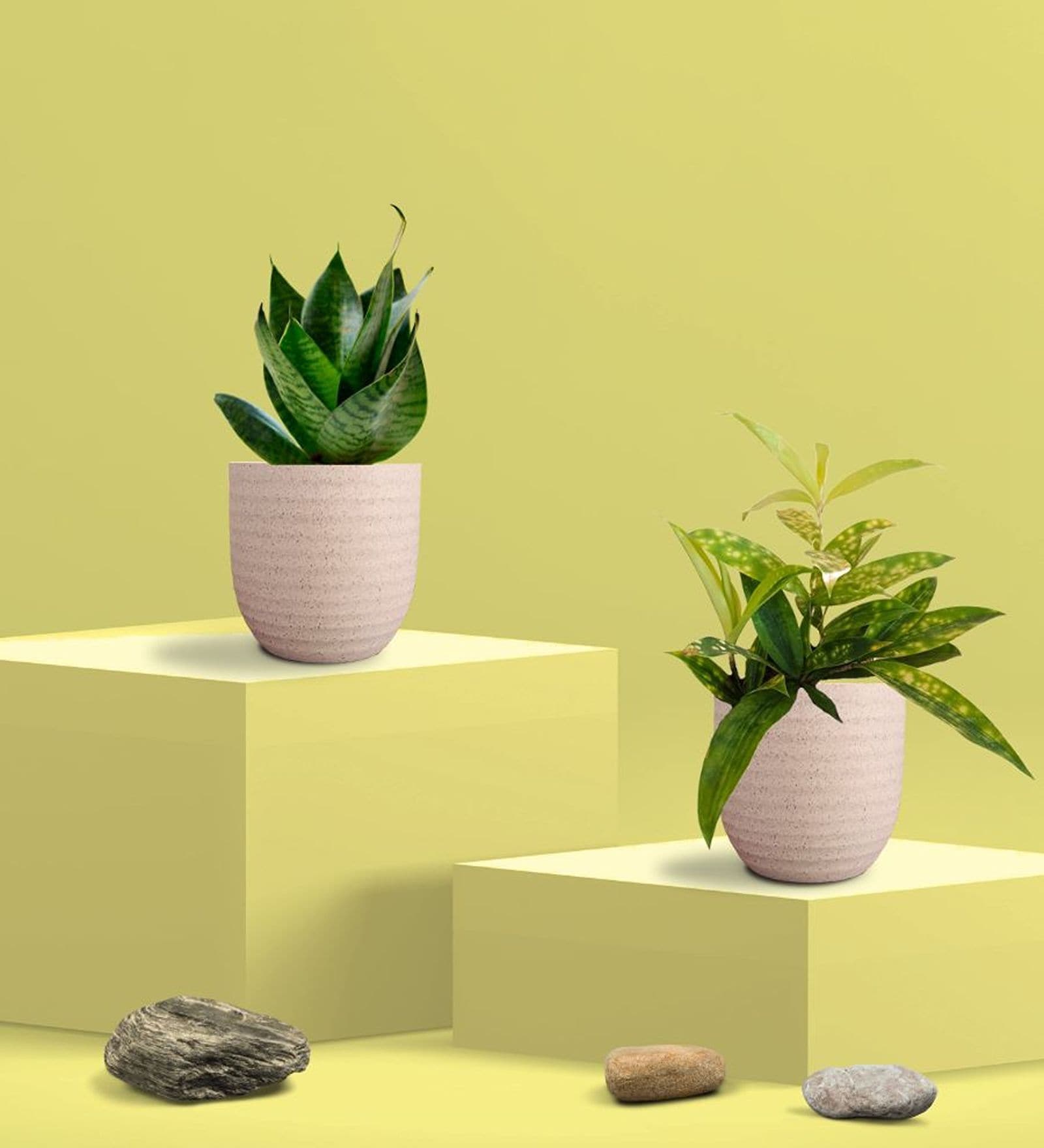 Greenkin Green Snake Plant & Bamboo Dust Plant in Eco Pot