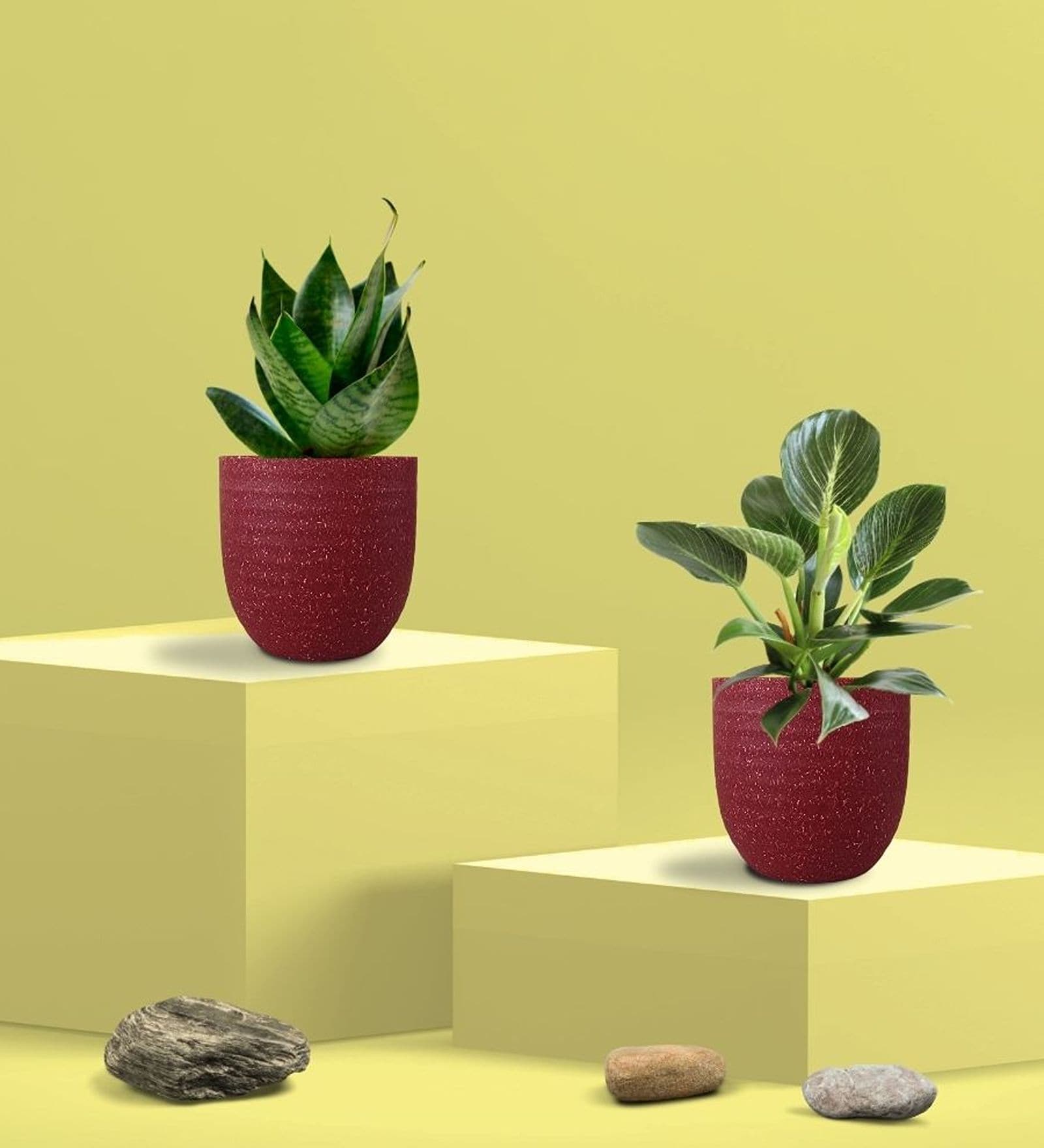 Greenkin Green Snake Plant & Birkin Plant in Eco Pot