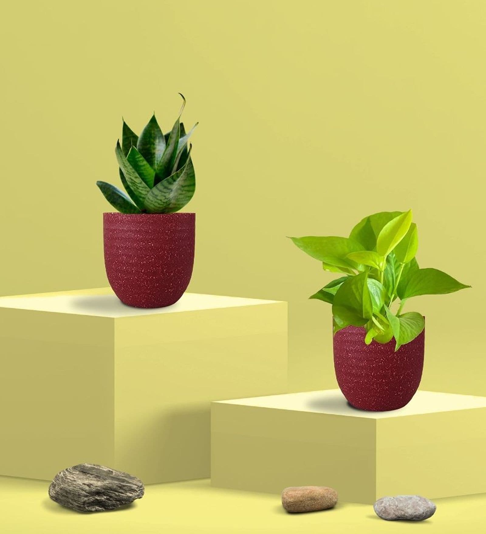 Greenkin Green Snake Plant & Golden Pothos in Eco Pot