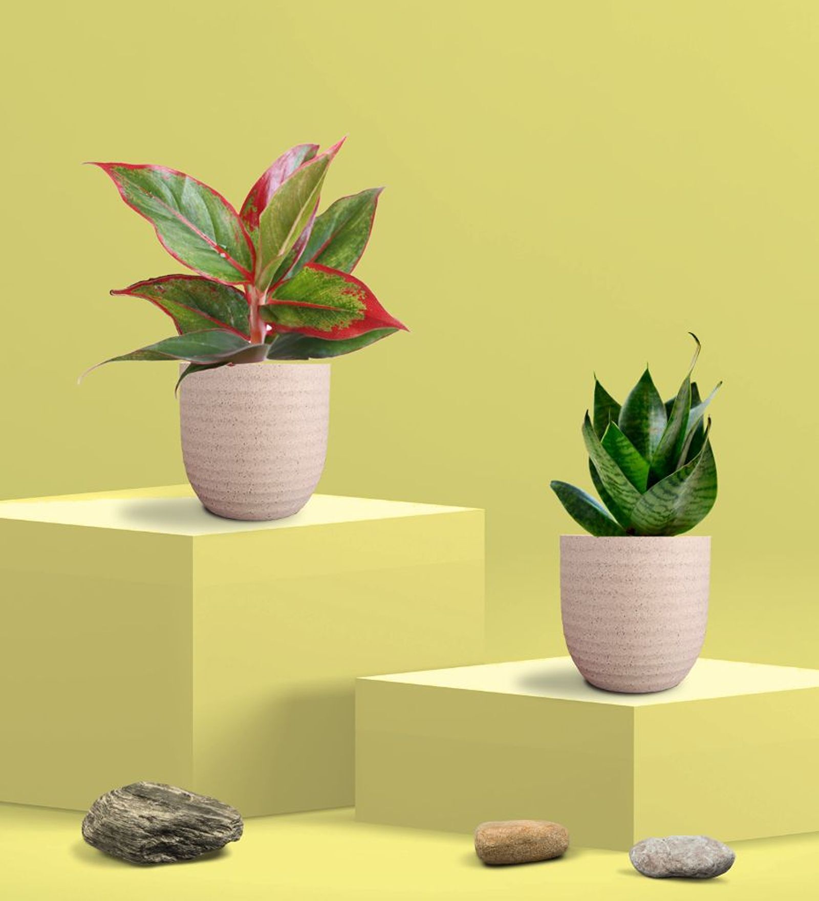 Greenkin Green Snake Plant & Lipstick Plant in Eco Pot