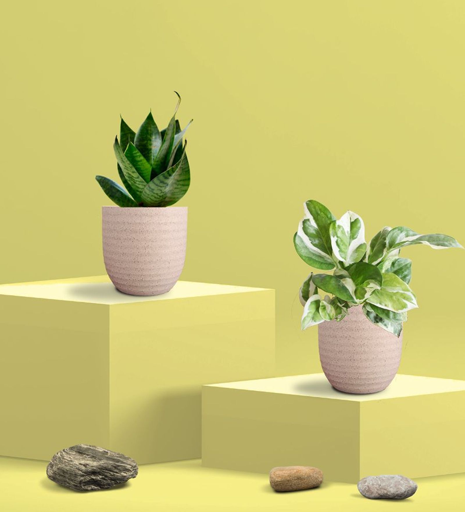 Greenkin Green Snake Plant & Njoy Money Plant in Eco Pot