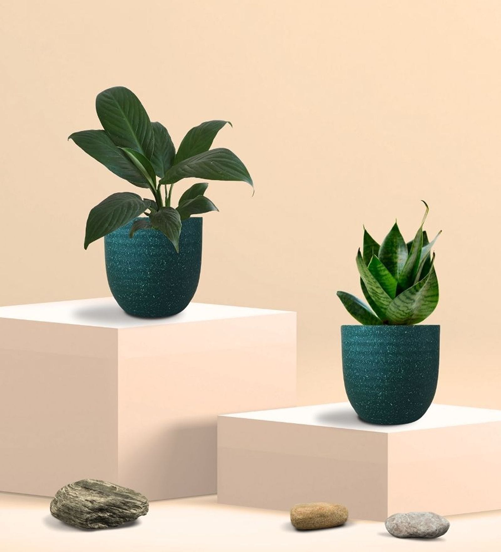 Greenkin Green Snake Plant & Peace Lily Plant in Eco Pot