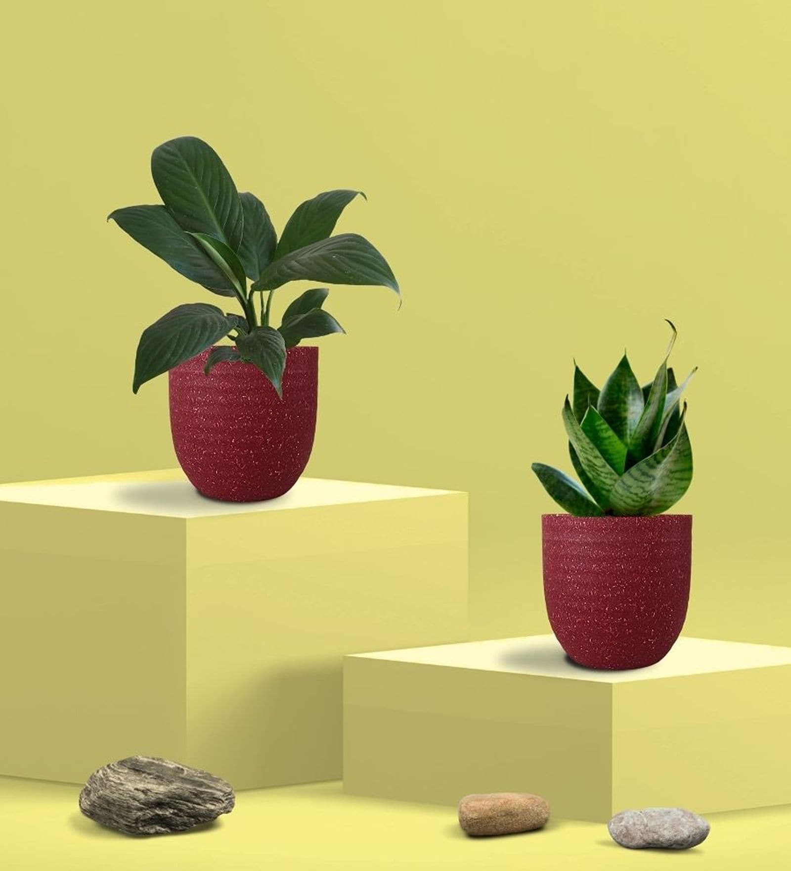 Greenkin Green Snake Plant & Peace Lily Plant in Eco Pot