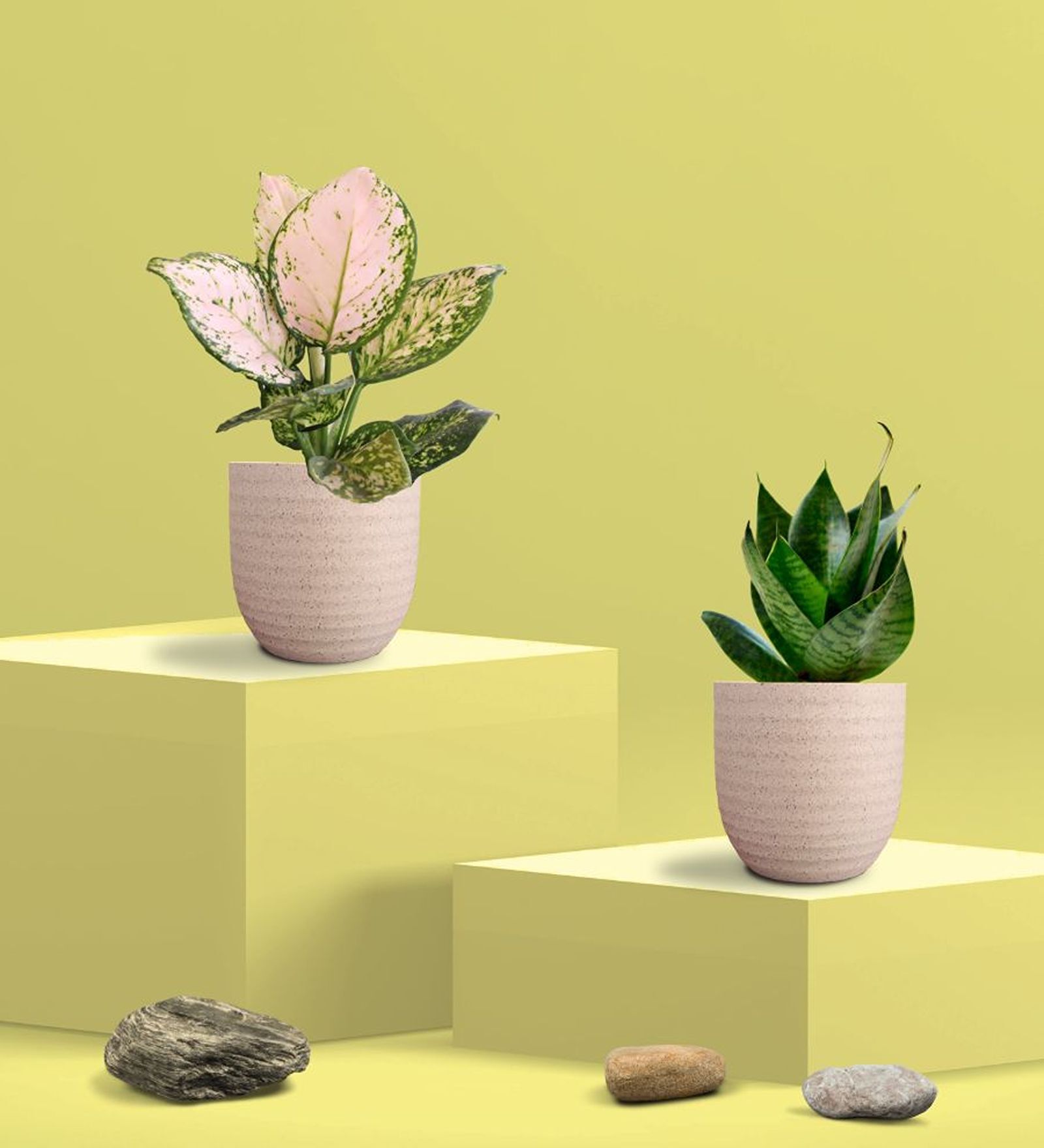 Greenkin Green Snake Plant & Wishes Plant in Eco Pot