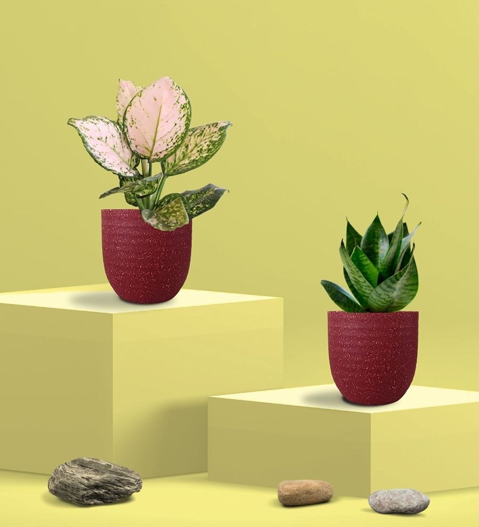 Greenkin Green Snake Plant & Wishes Plant in Eco Pot