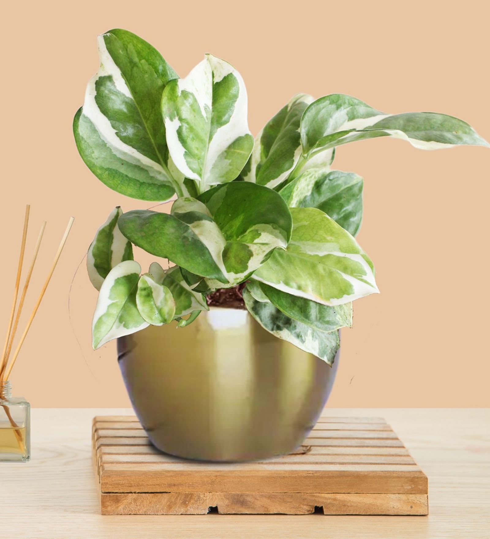 Greenkin Money Plant Njoy in Golden Metal Pot
