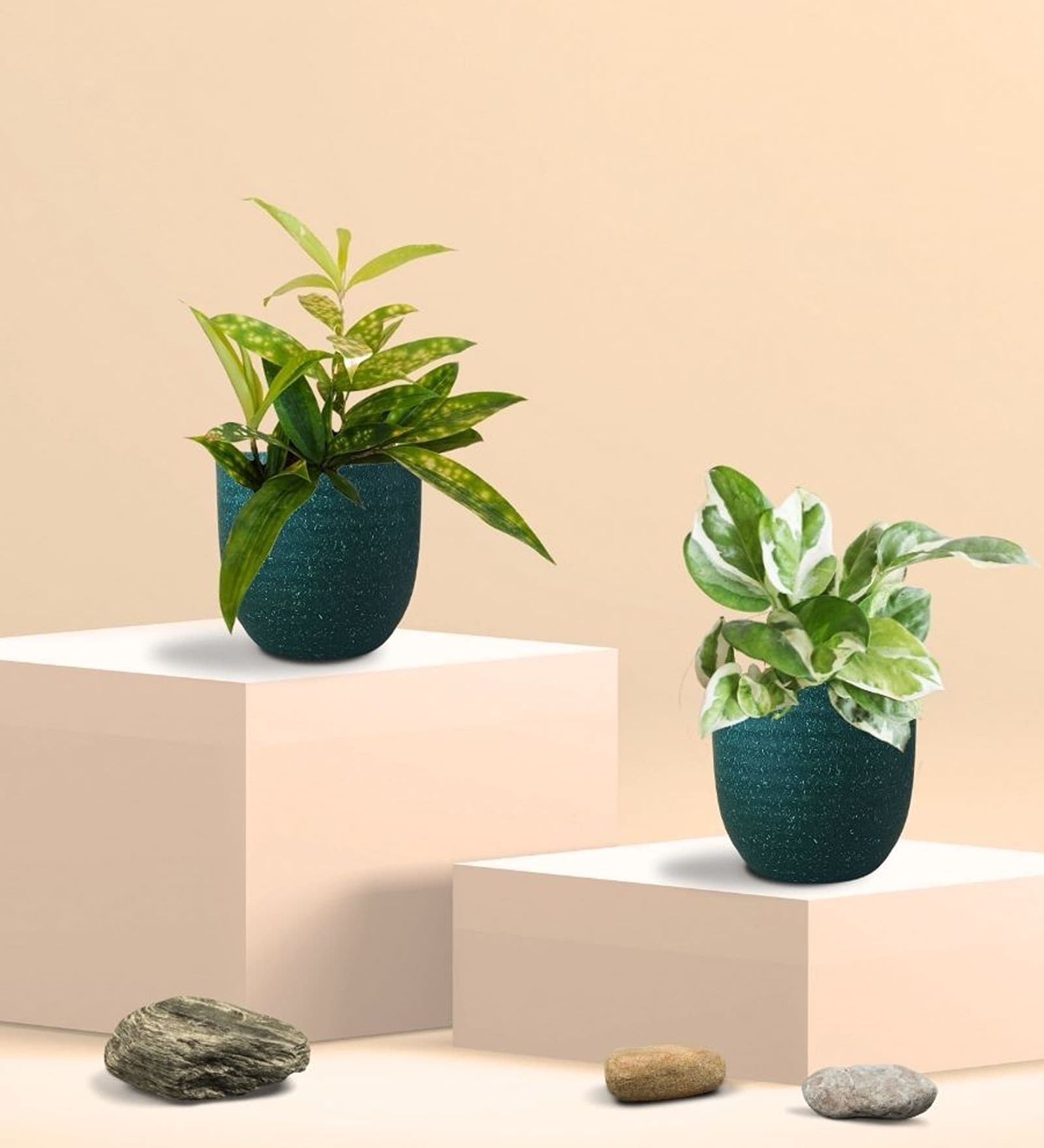Greenkin Njoy Money Plant & Bamboo Gold Plant in Eco Pot