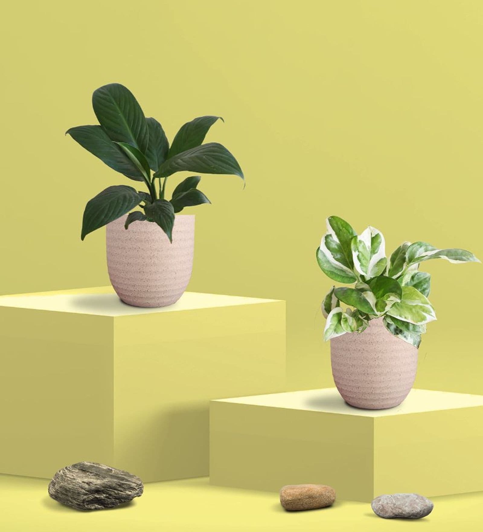 Greenkin Njoy Money Plant & Peace Lily Plant in Eco Pot