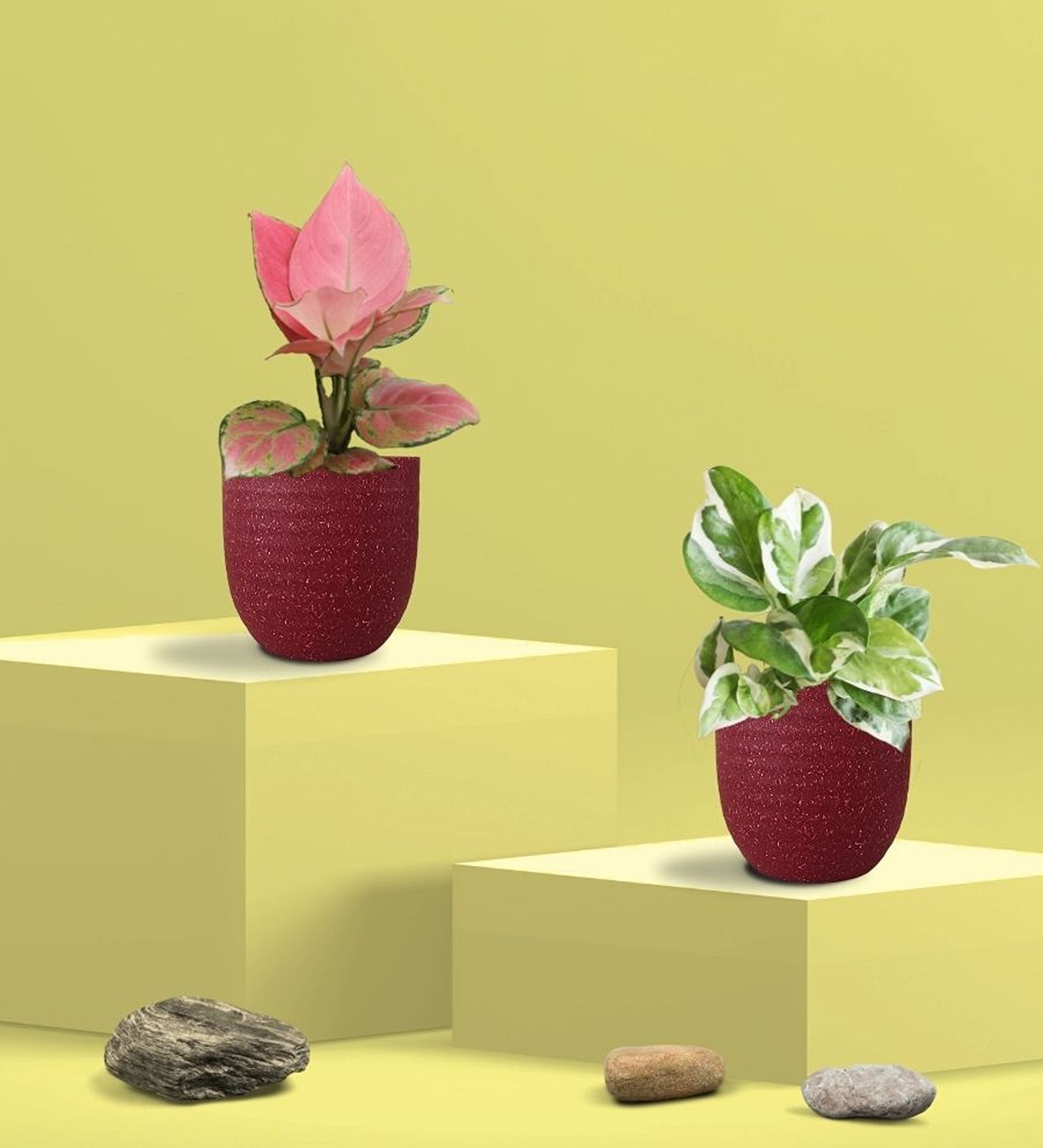Greenkin Njoy Money Plant & Pink Plant in Eco Pot