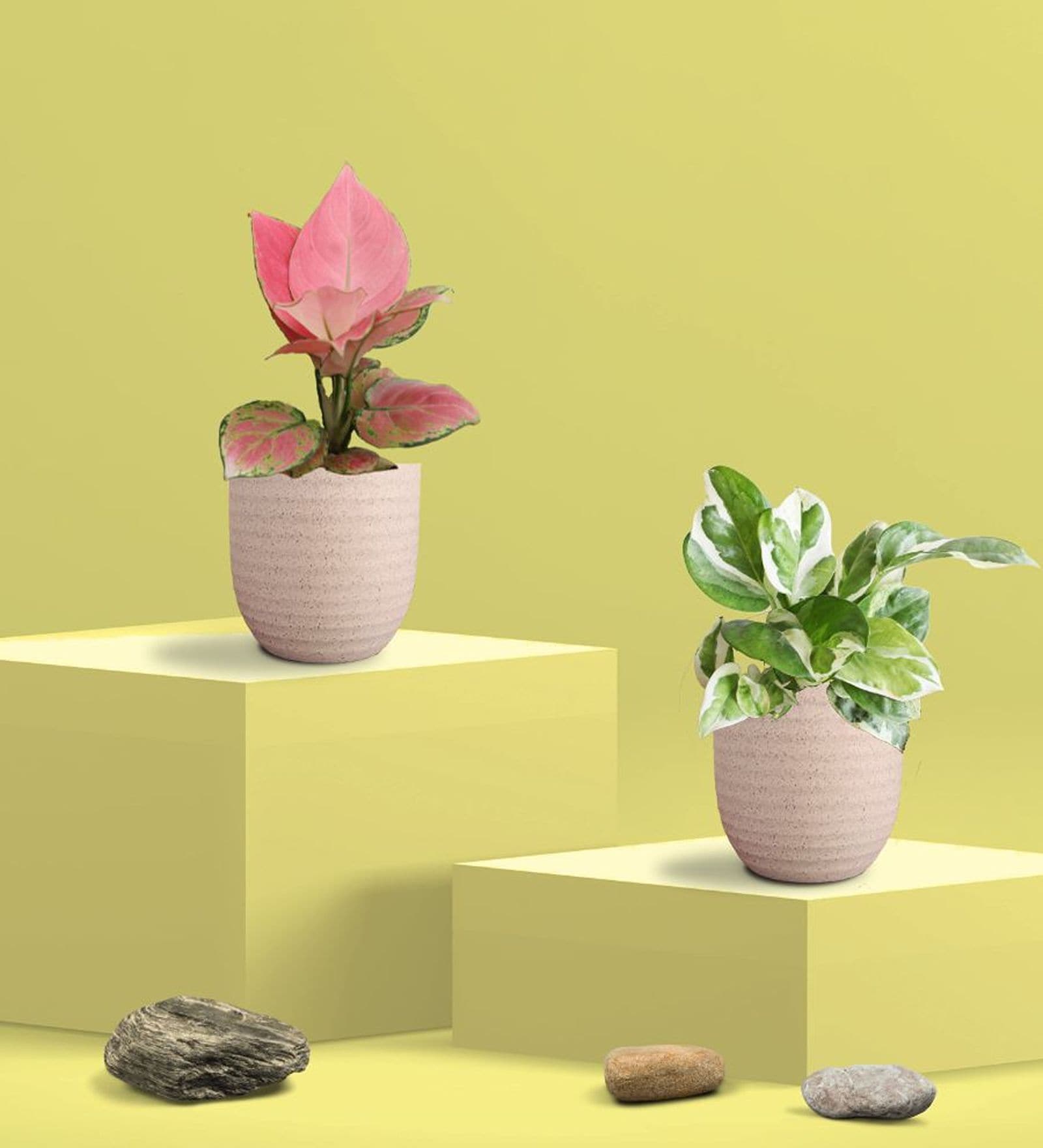 Greenkin Njoy Money Plant & Pink Plant in Eco Pot