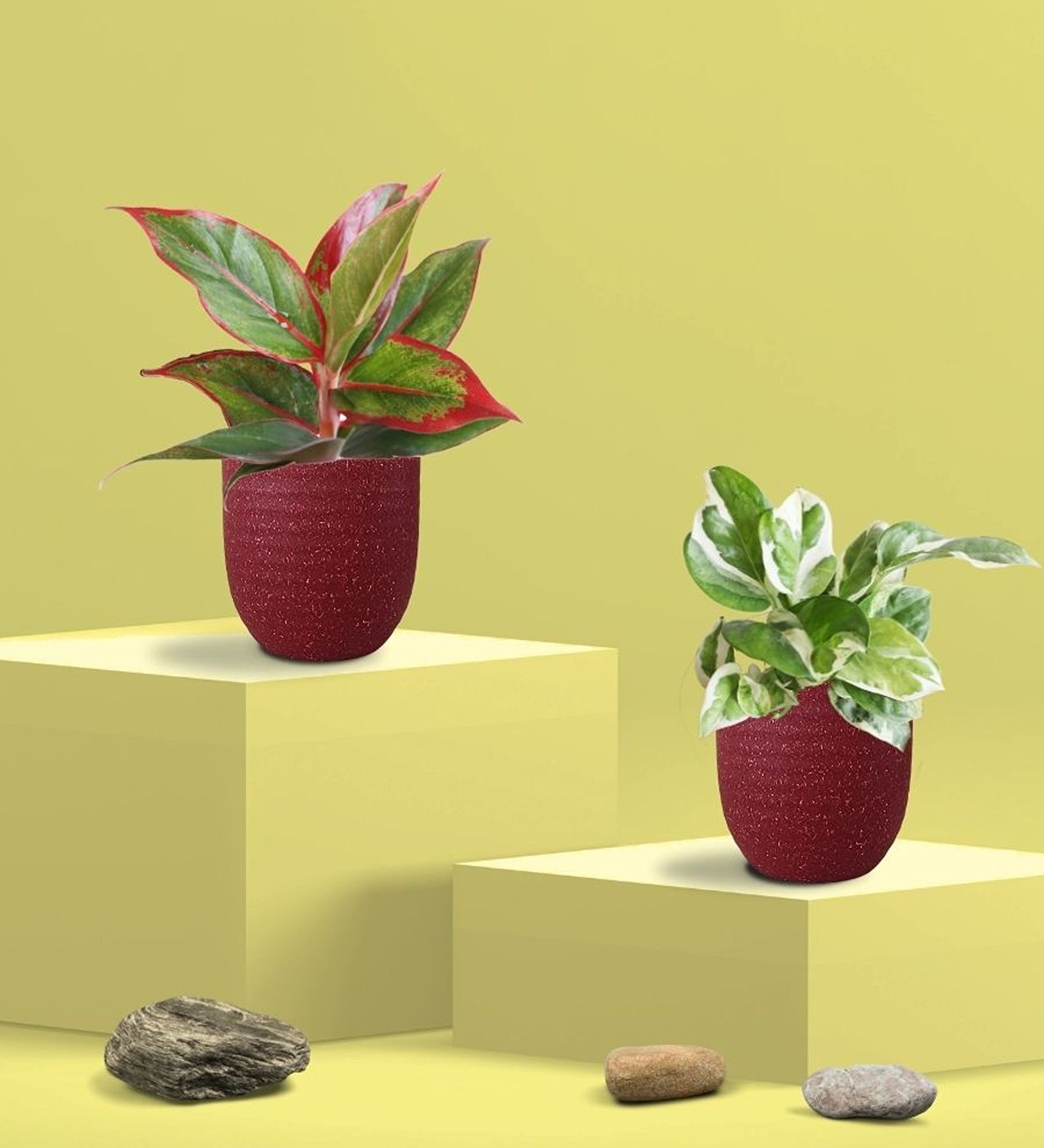Greenkin Njoy Money Plant & Red Plant in Eco Pot