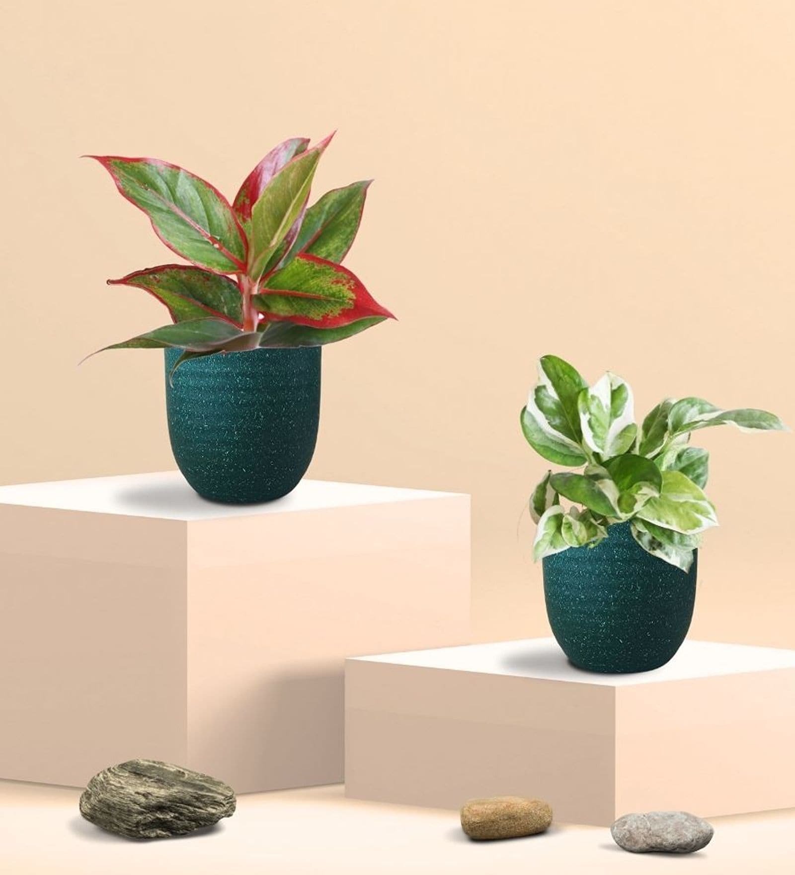 Greenkin Njoy Money Plant & Red Plant in Eco Pot