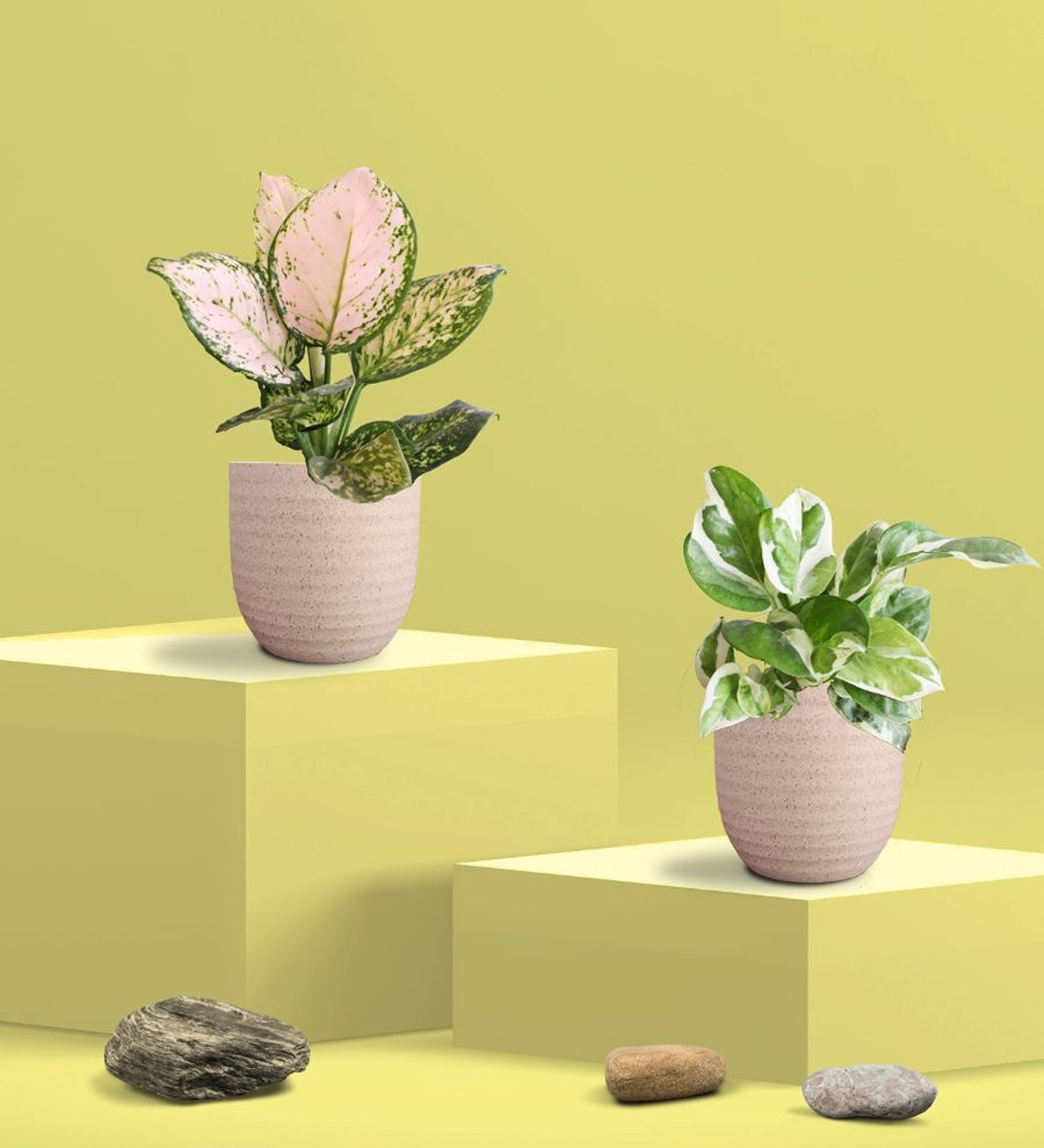 Greenkin Njoy Money Plant & Wishes Plant in Eco Pot