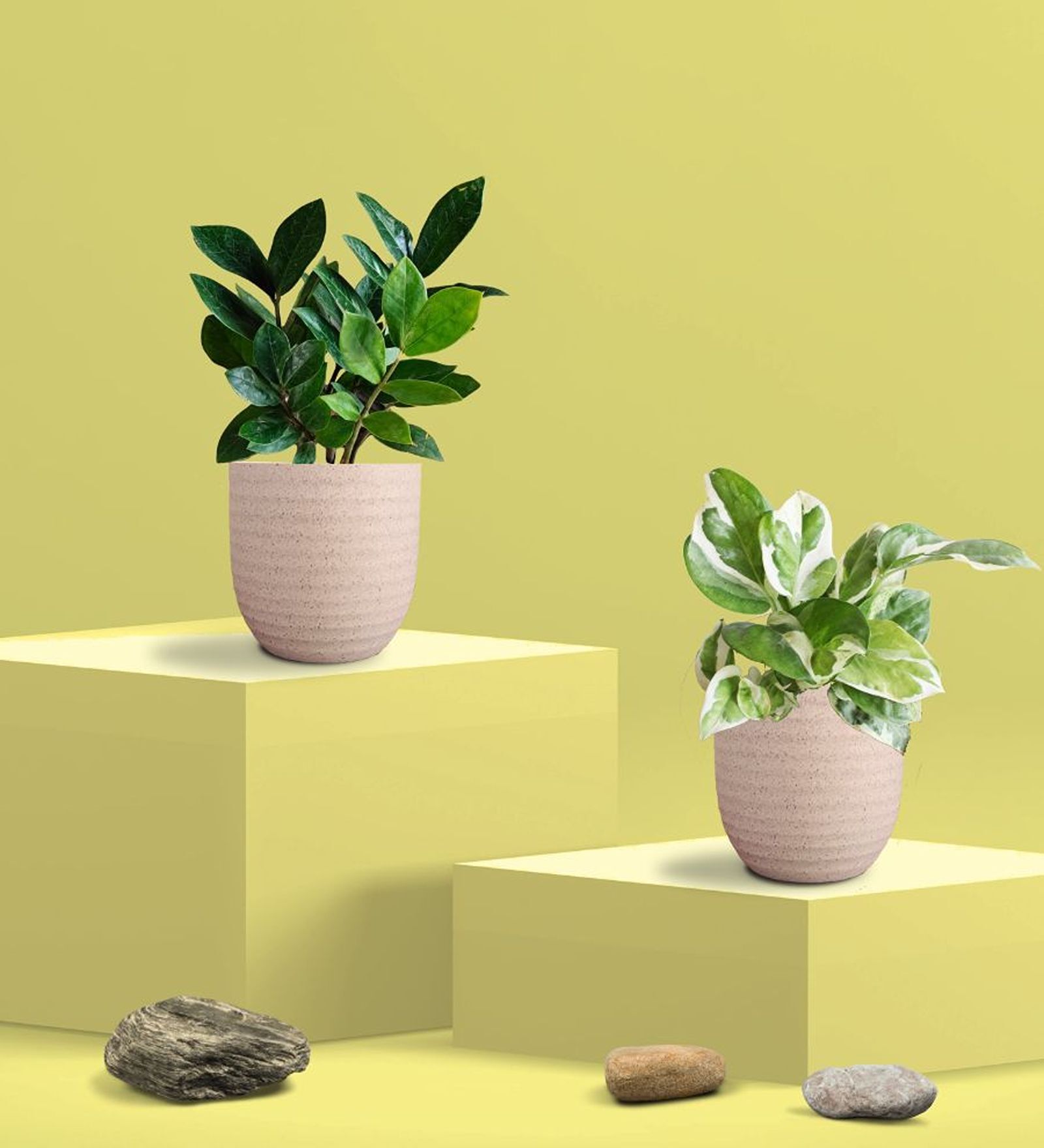 Greenkin Njoy Money Plant & ZZ Plant in Eco Pot