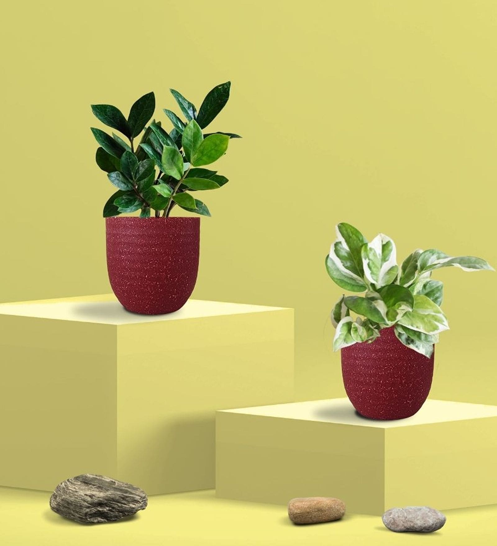 Greenkin Njoy Money Plant & ZZ Plant in Eco Pot