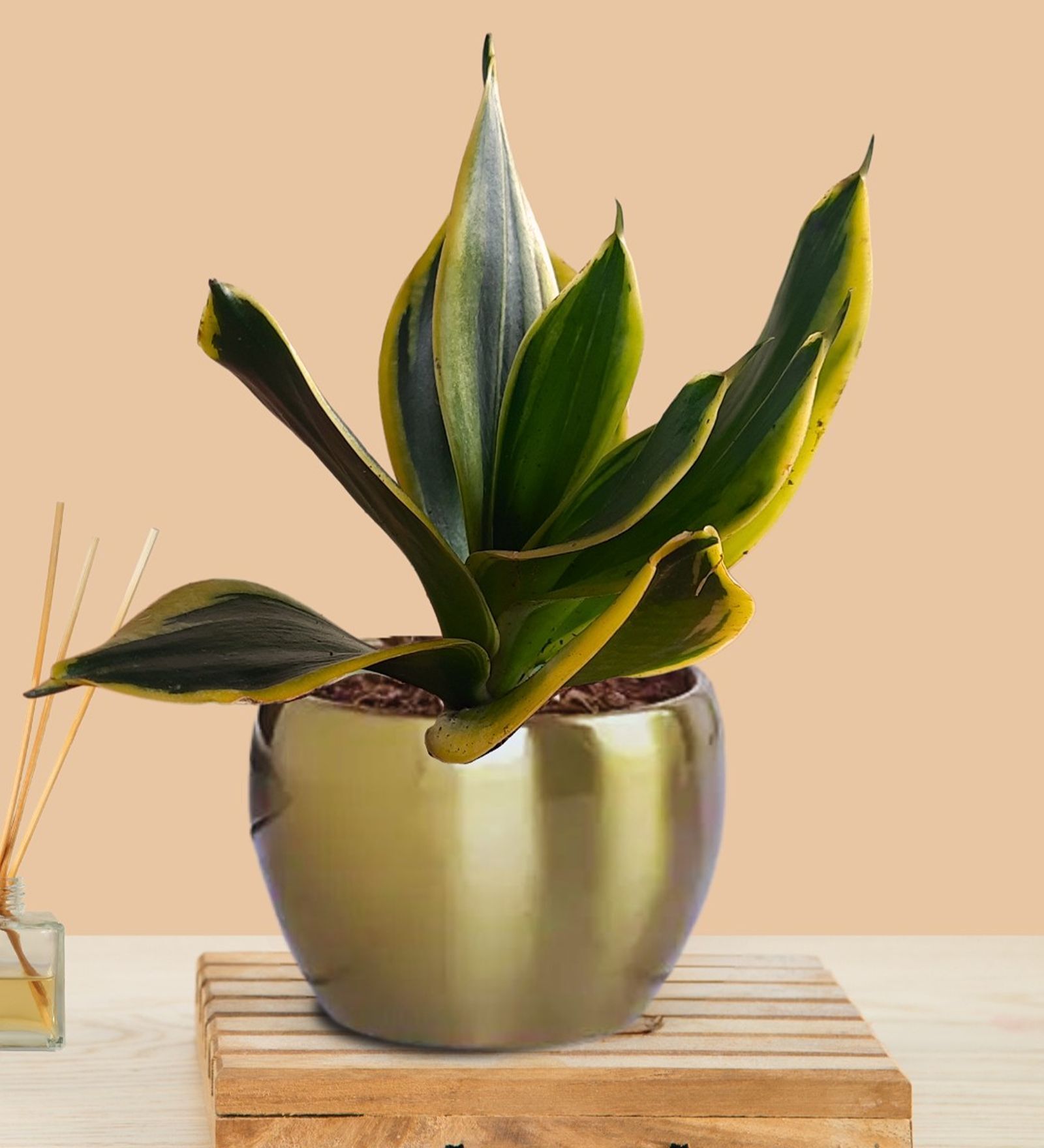 Greenkin Snake Plant in Golden Metal Pot