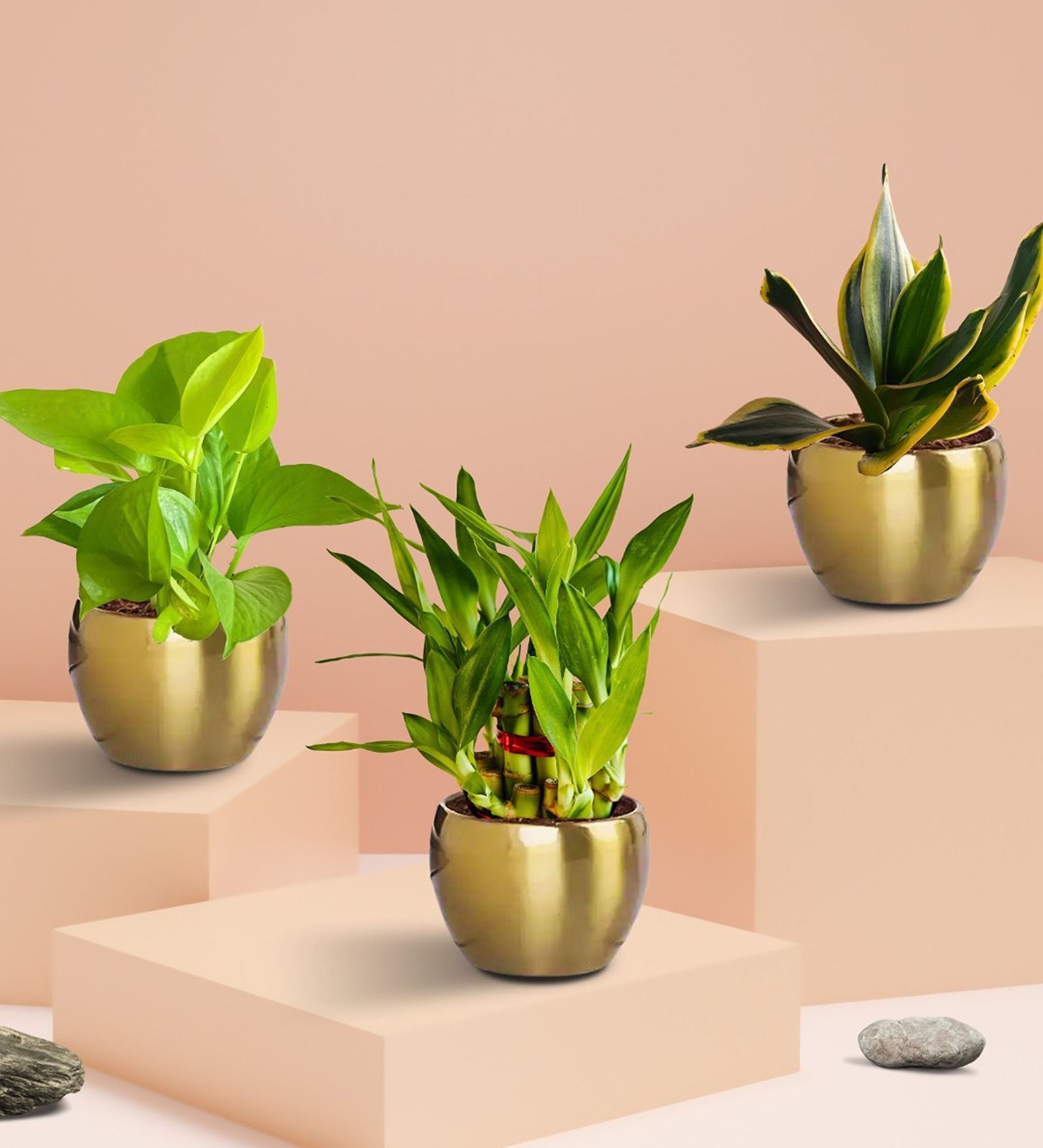 Greenkin Vastu Plants for Home with Metal Pots