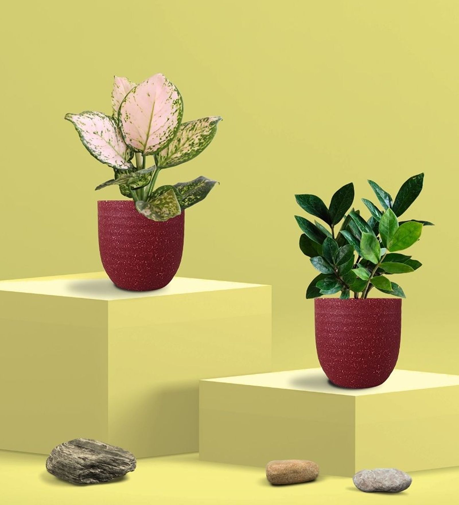 Greenkin Zamia Plant & Aglaonema Wishes Plant in Eco Pot