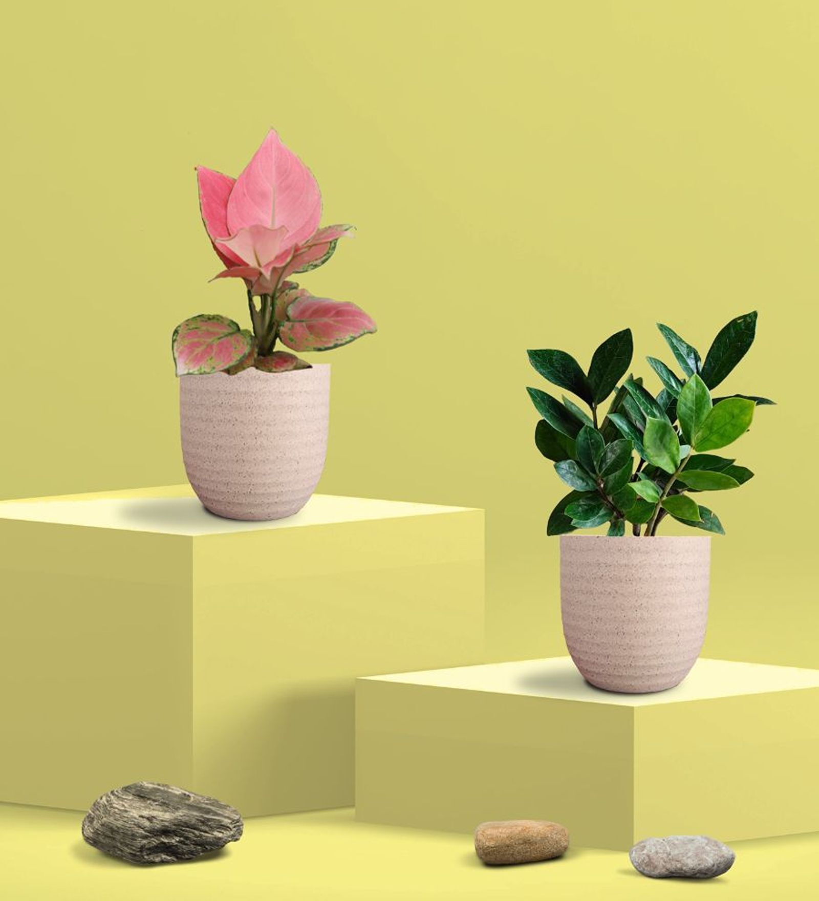 Greenkin ZZ Plant & Aglaonema Pink Plant in Eco Pot